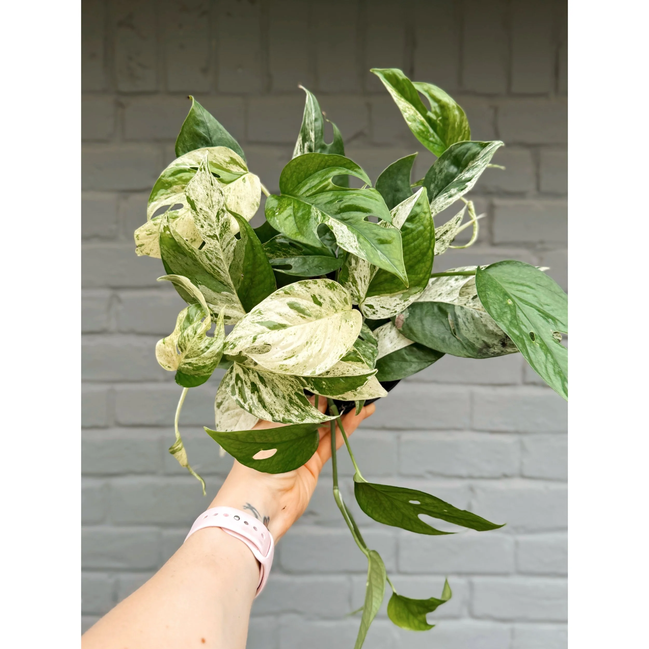 Epipremnum Pinnatum 'Marble'