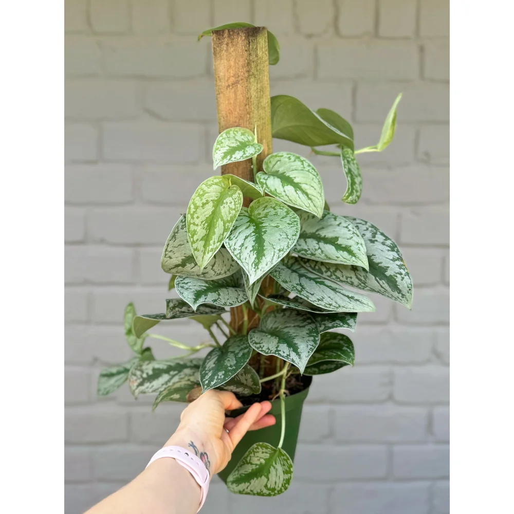 Scindapsus Pictus 'Exotica' (Satin Pothos) 6" Totem  Stayin' Alive  Succulents