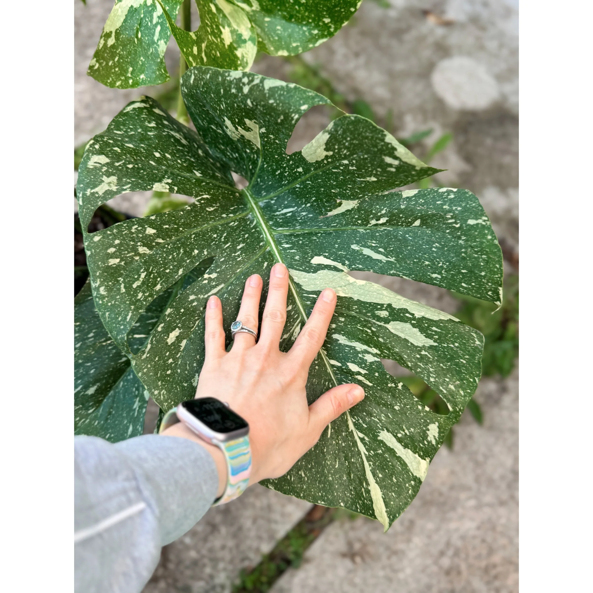 Monstera 'Thai Constellation' 8"