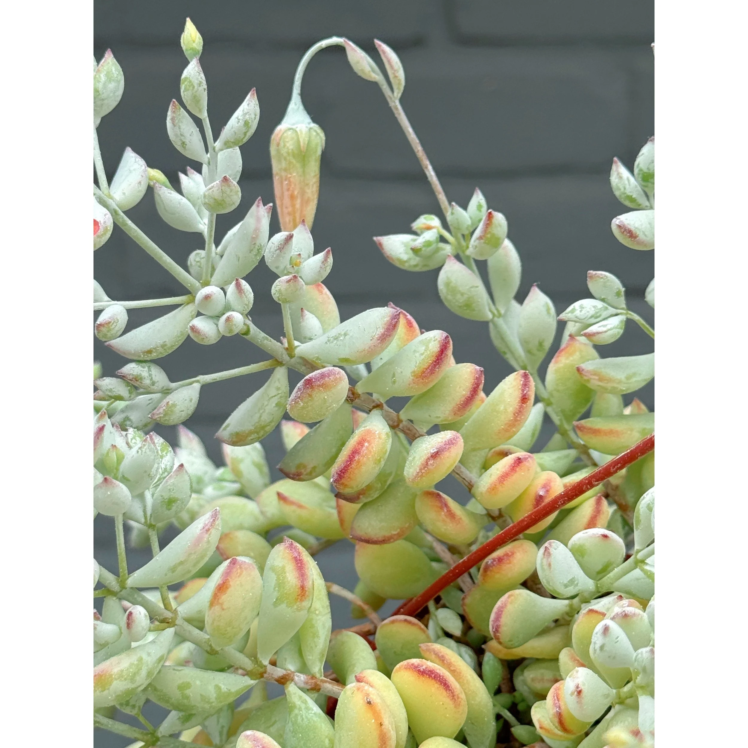 Cliff Cotyledon Pendens