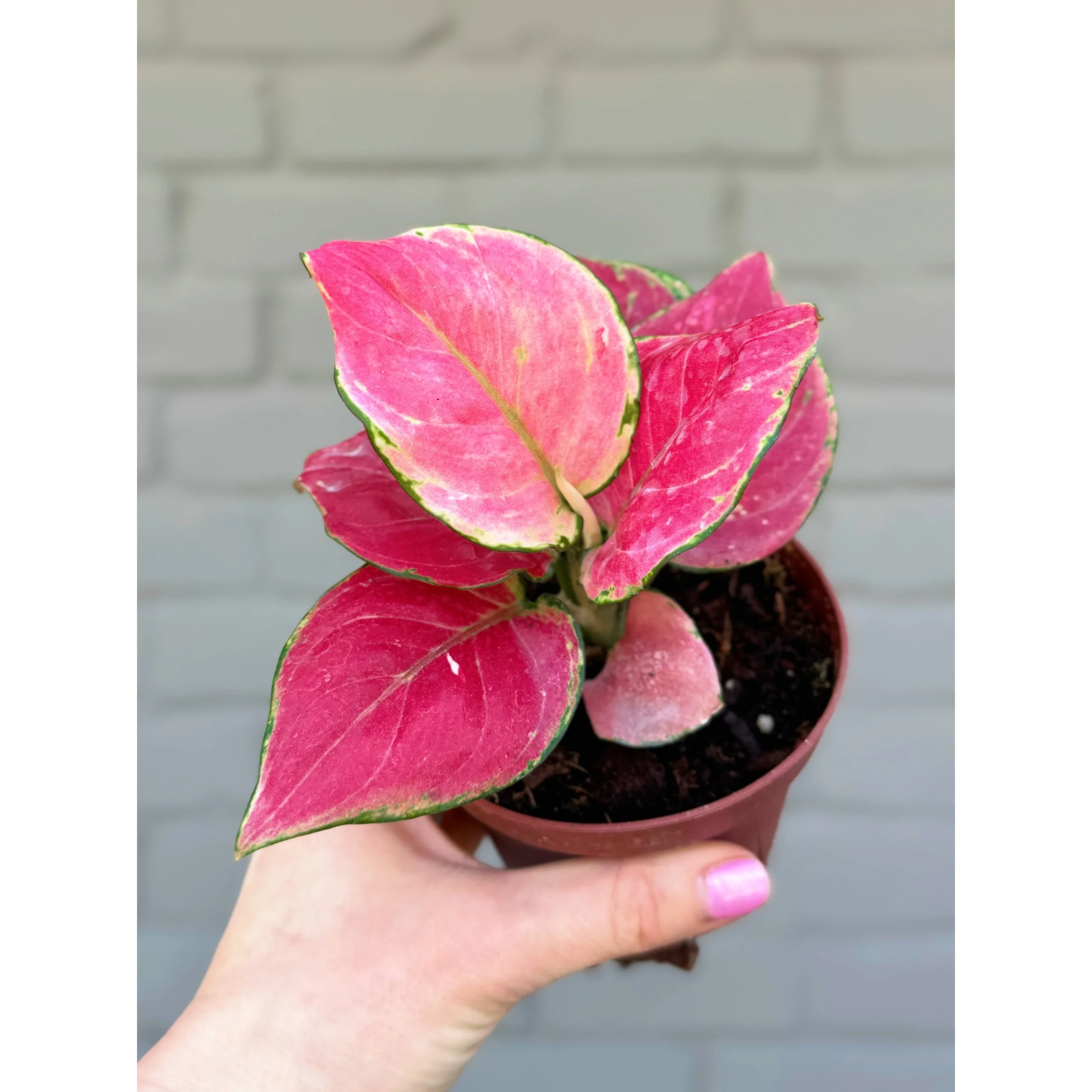 Aglaonema Hybrid 'Geely Red'