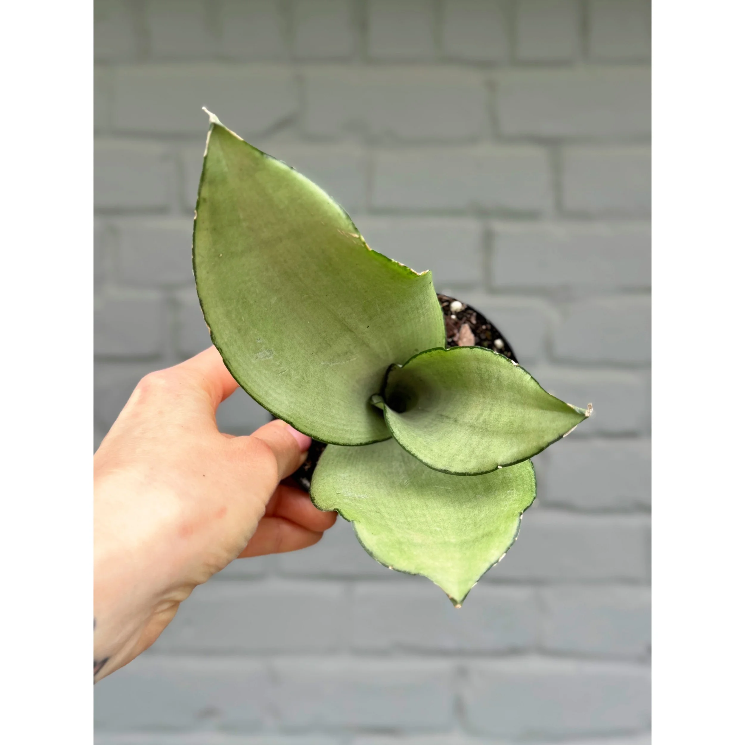 Sansevieria 'Moonshine'