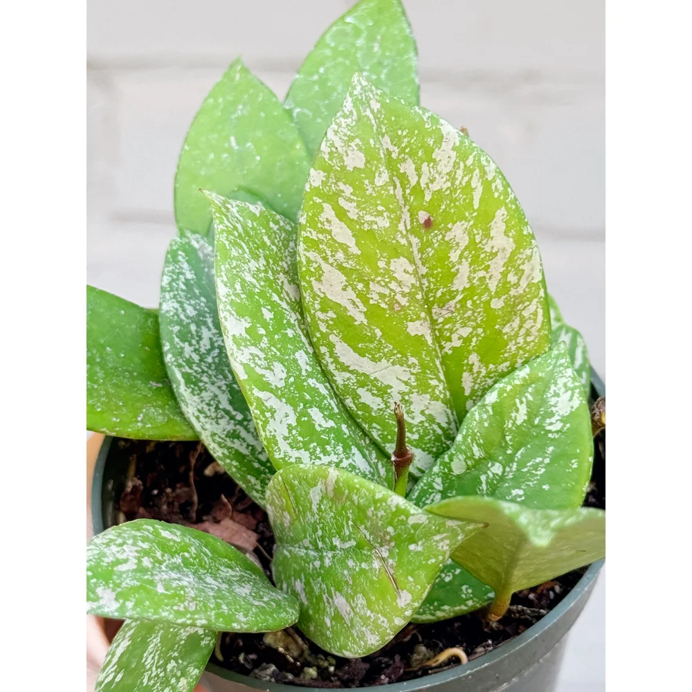 Hoya Pubicalyx Splash — Stayin' Alive Succulents