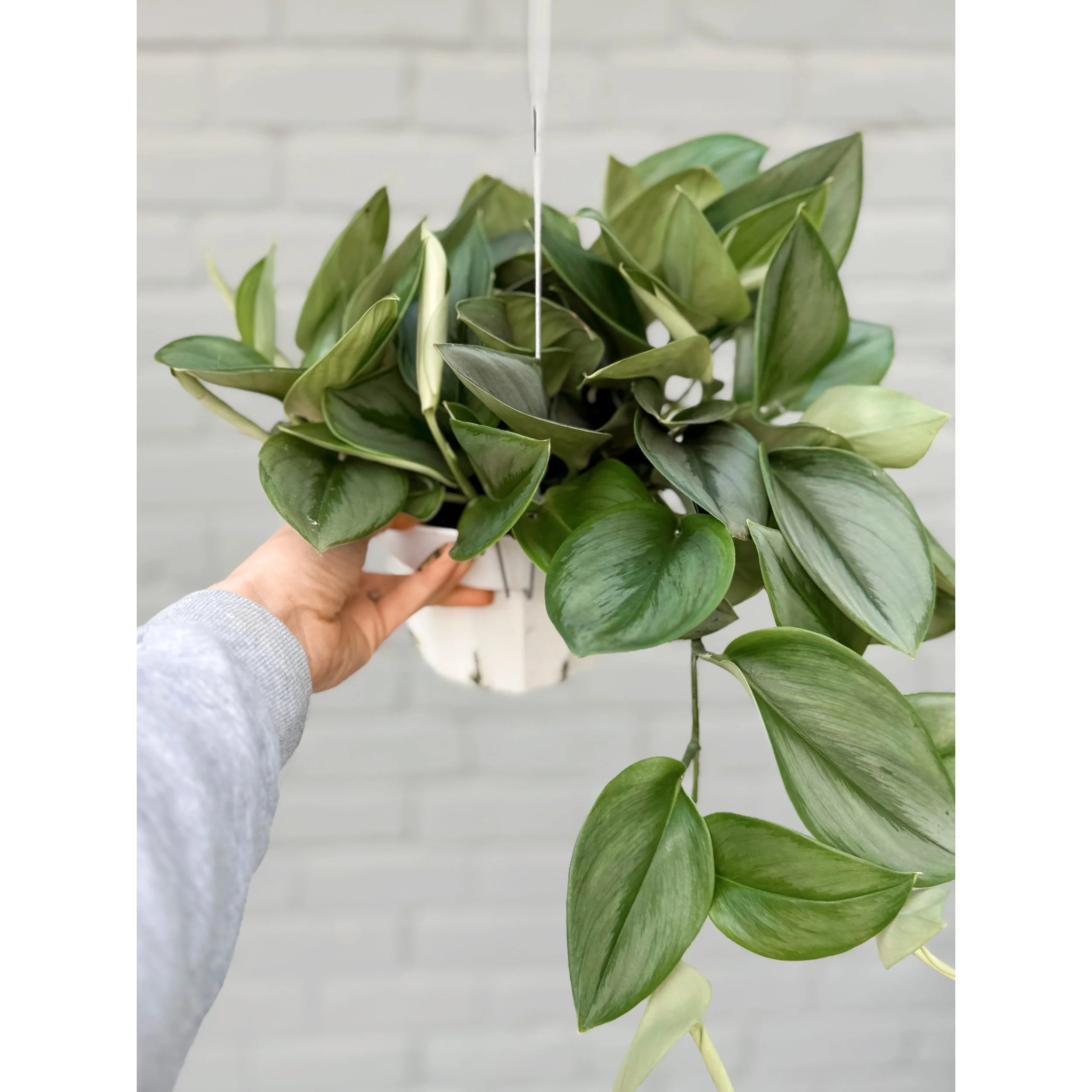 Scindapsus Treubii 'Moonlight'