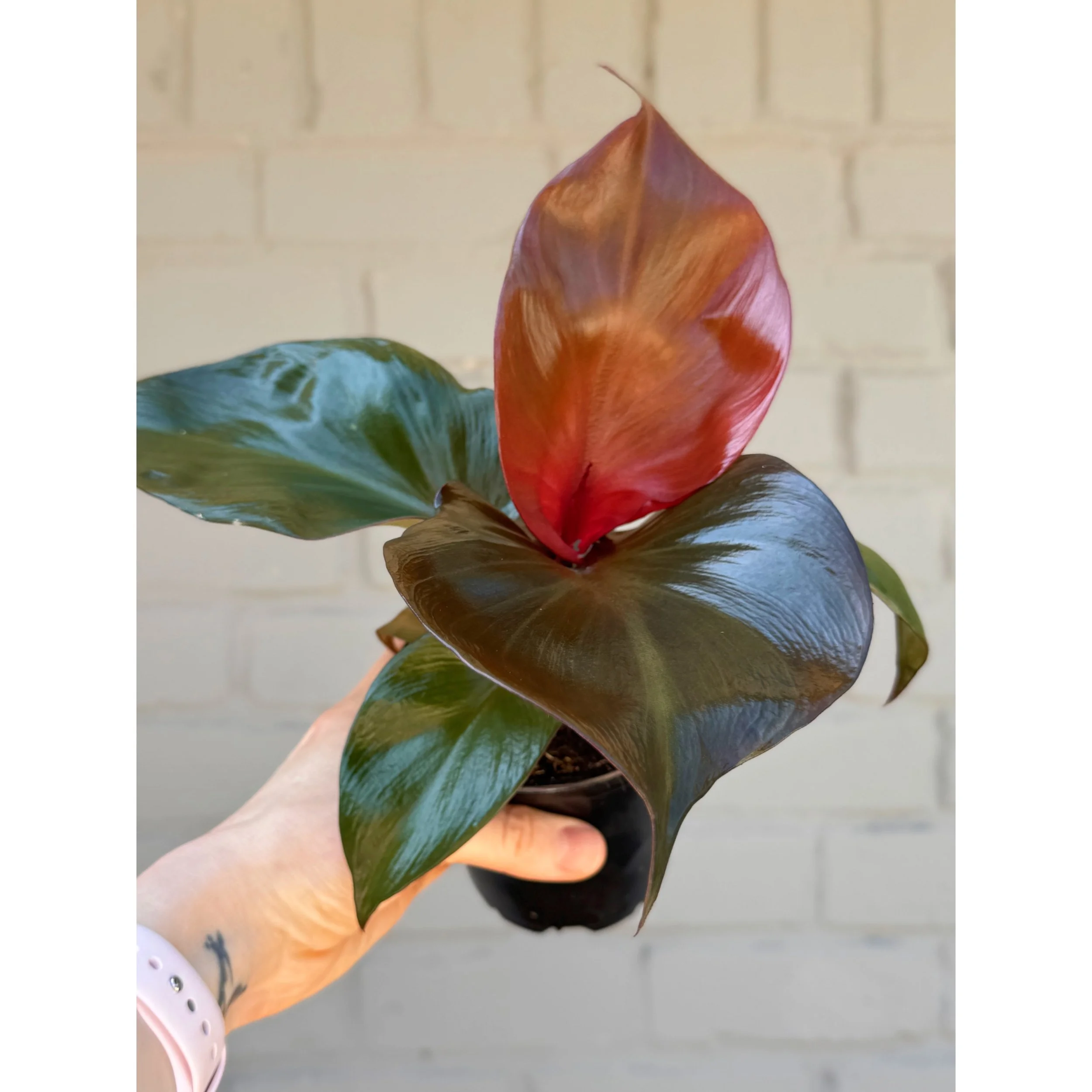 Philodendron 'Red Heart'