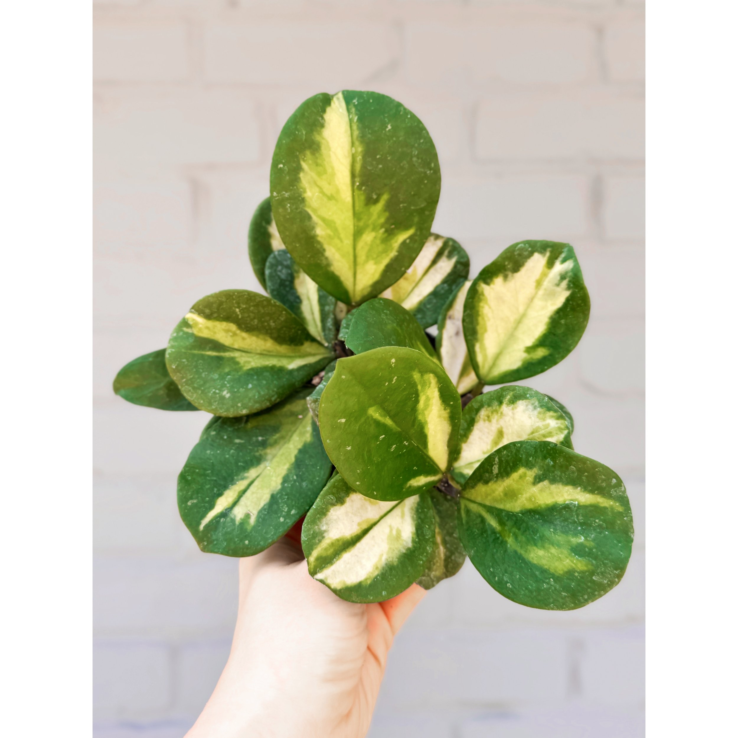 Hoya Variegated Obovata