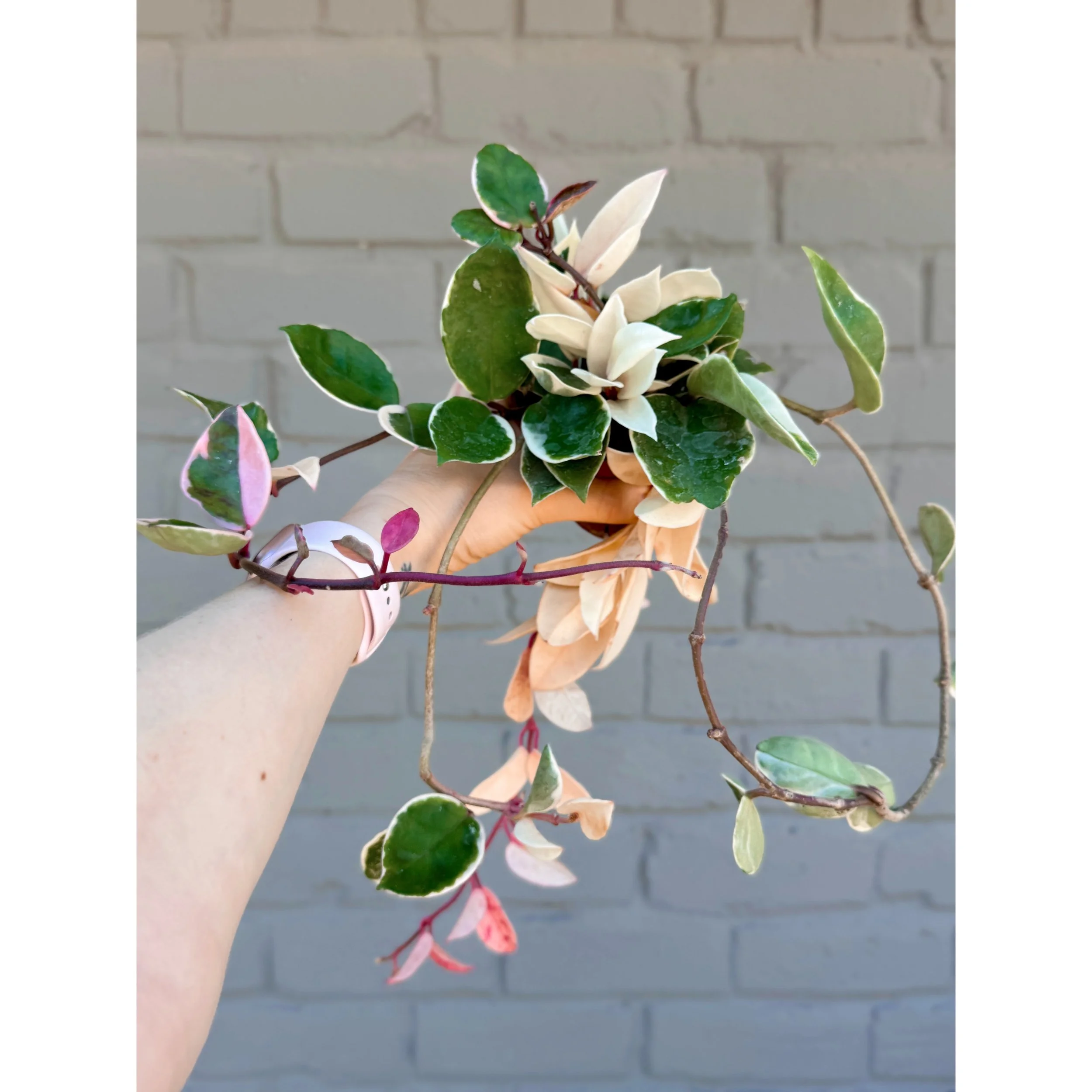 Hoya Carnosa cv. Snowball XL