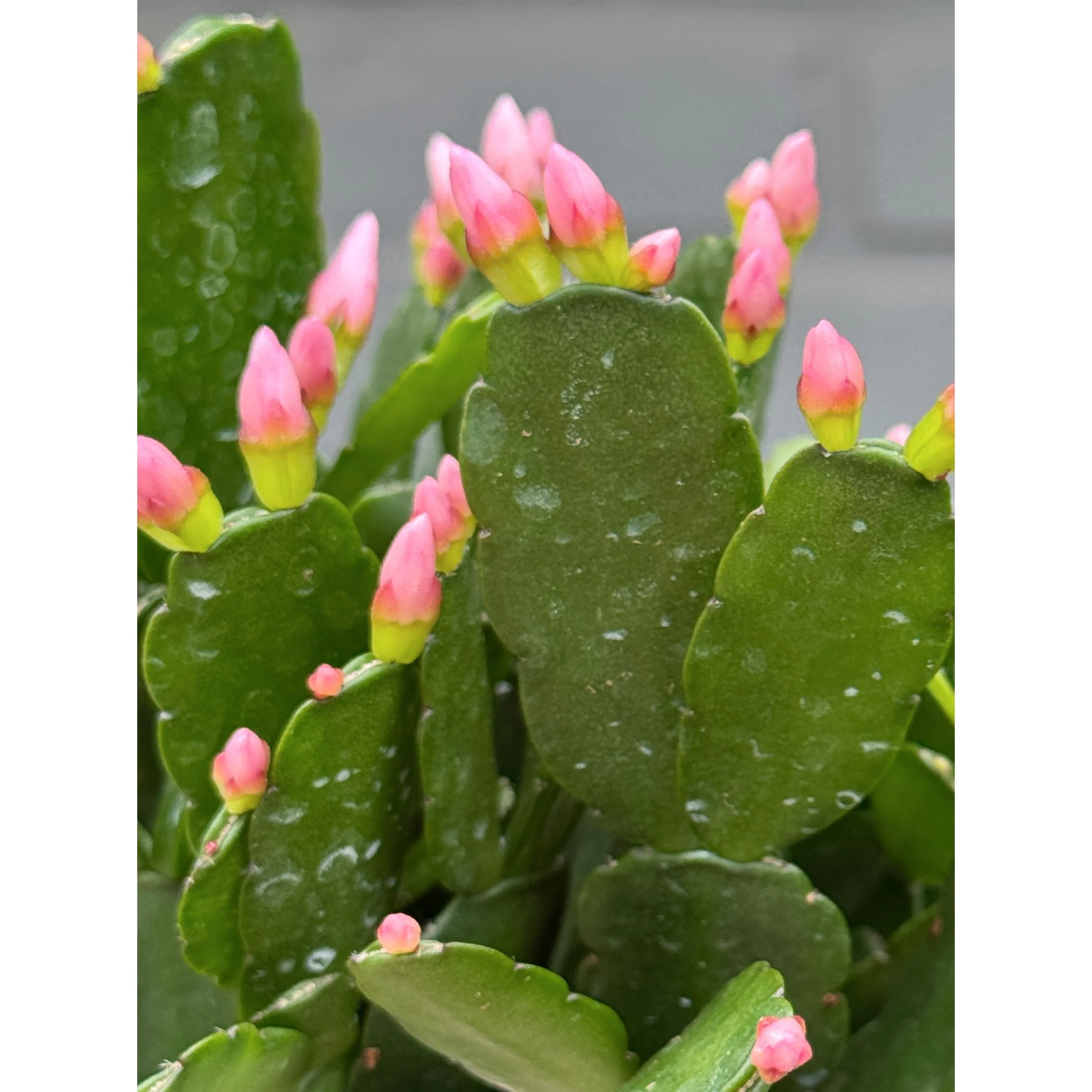 Spring Cactus - Light Pink