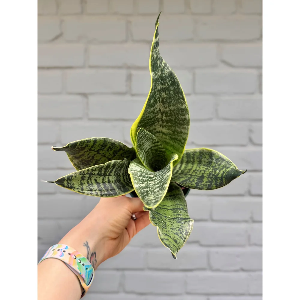 Sansevieria Robusta 'Golden Edge' 4