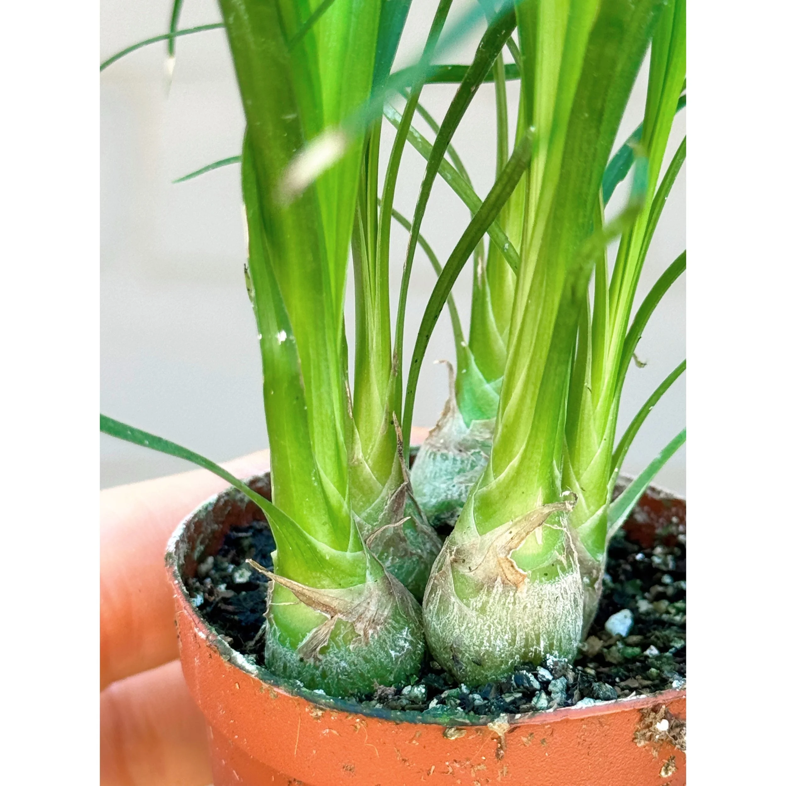 Beaucarnea Recurvata 'Ponytail Palm'