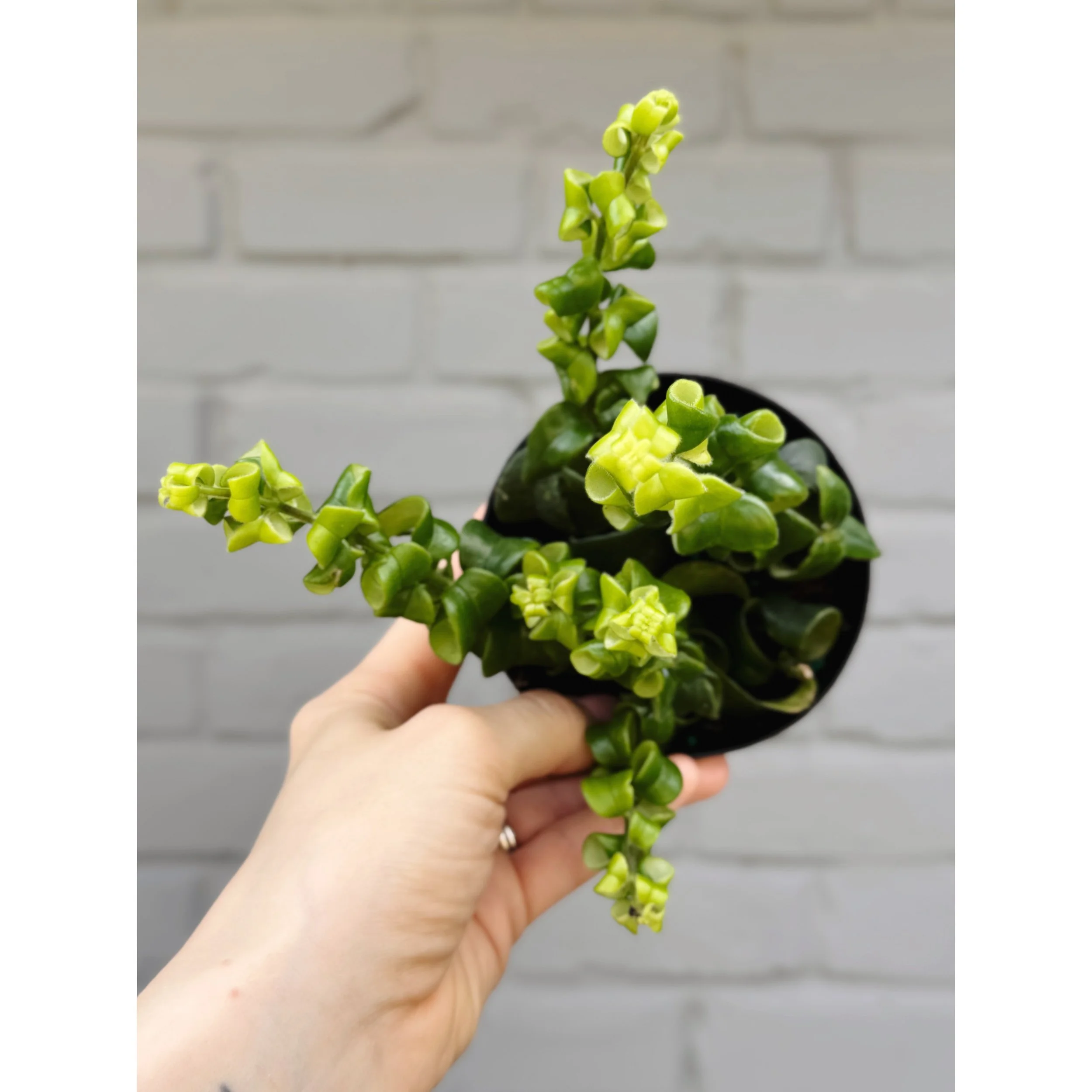 Aeschynanthus Radicans 'Curly Lipstick Plant'
