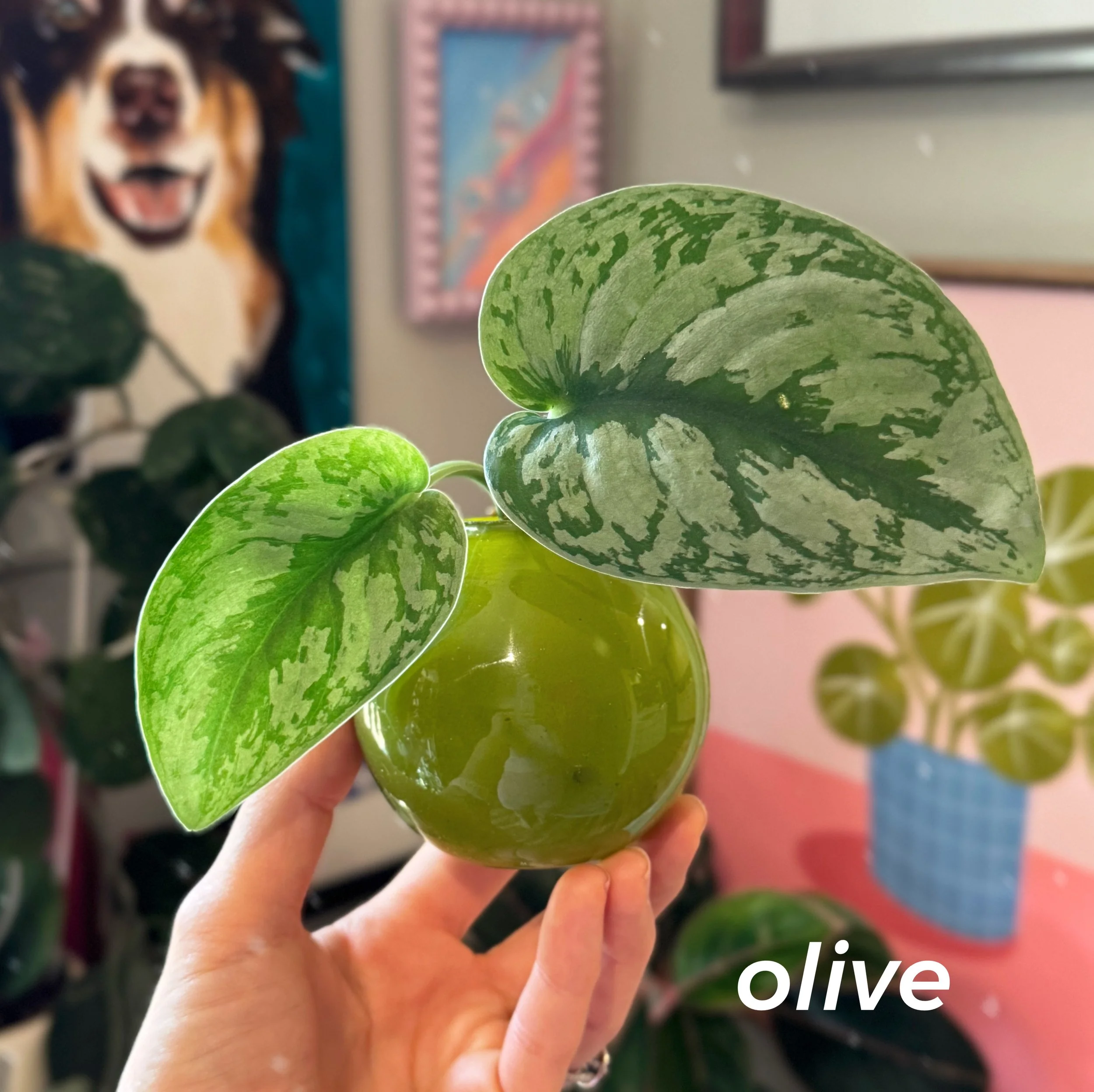 Propagation Ball Vases - Olive