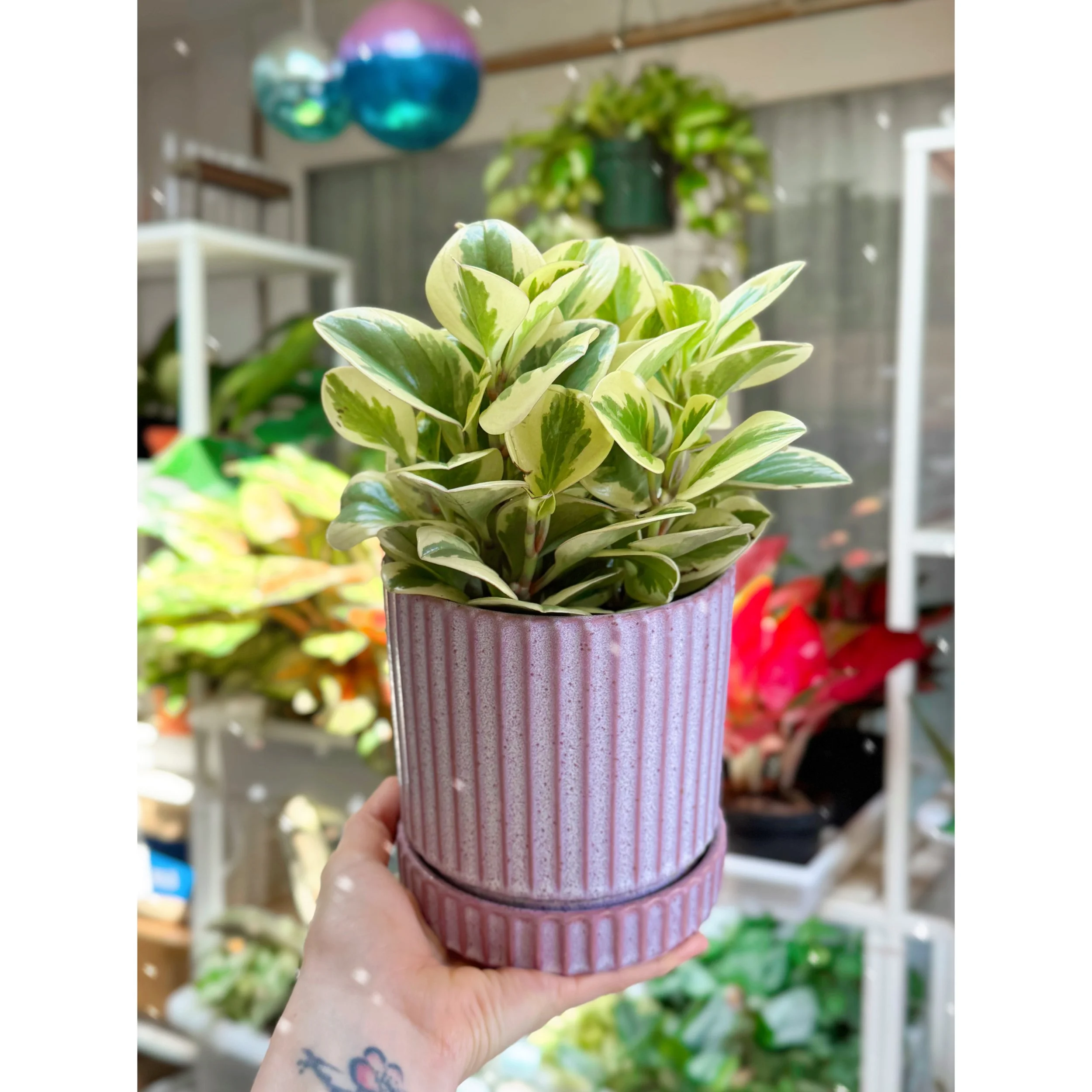Peperomia Obtusifolia Variegata 'Baby Rubber Plant' in Lilac Los Feliz Pot