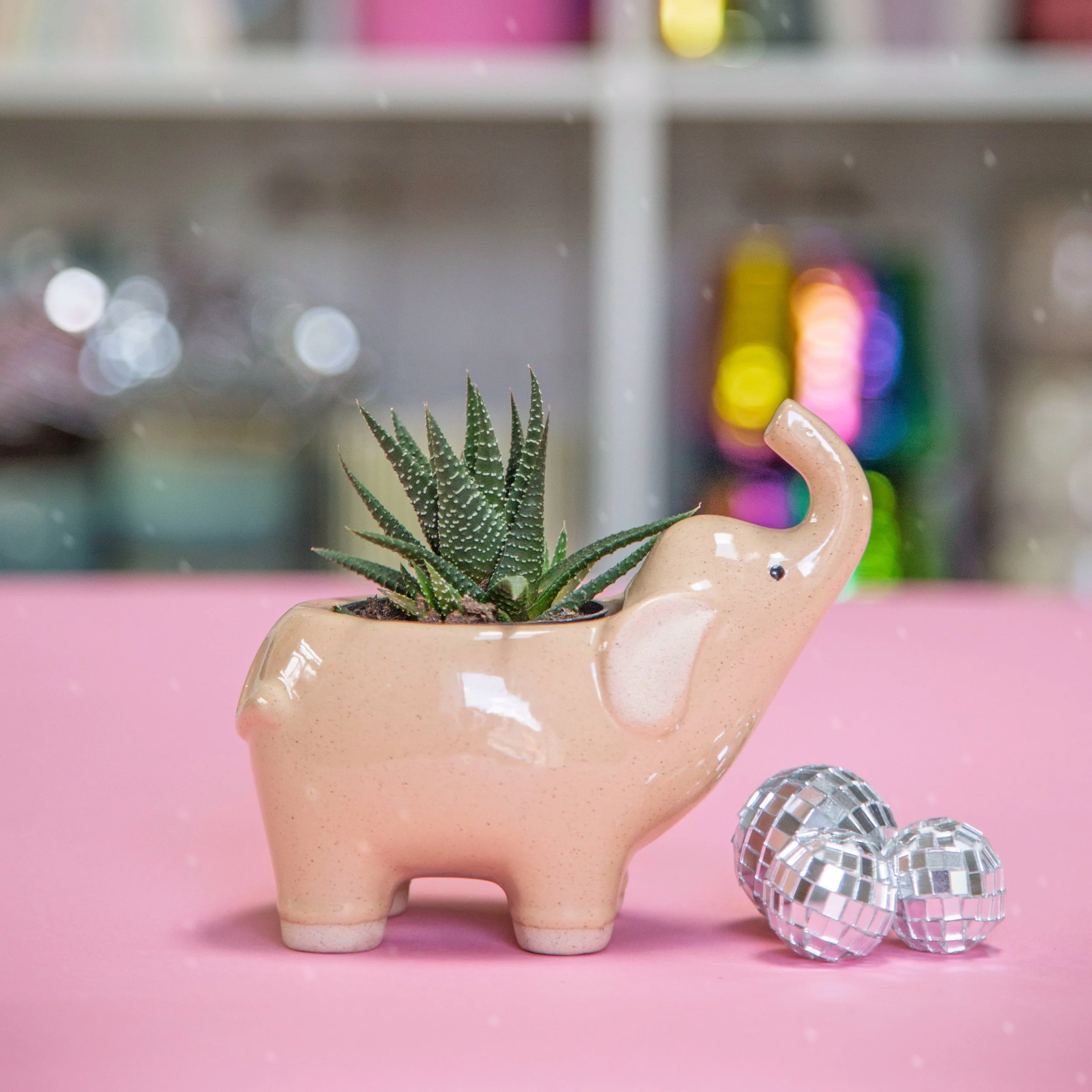 Elephant Pot - Sand (2" plants)