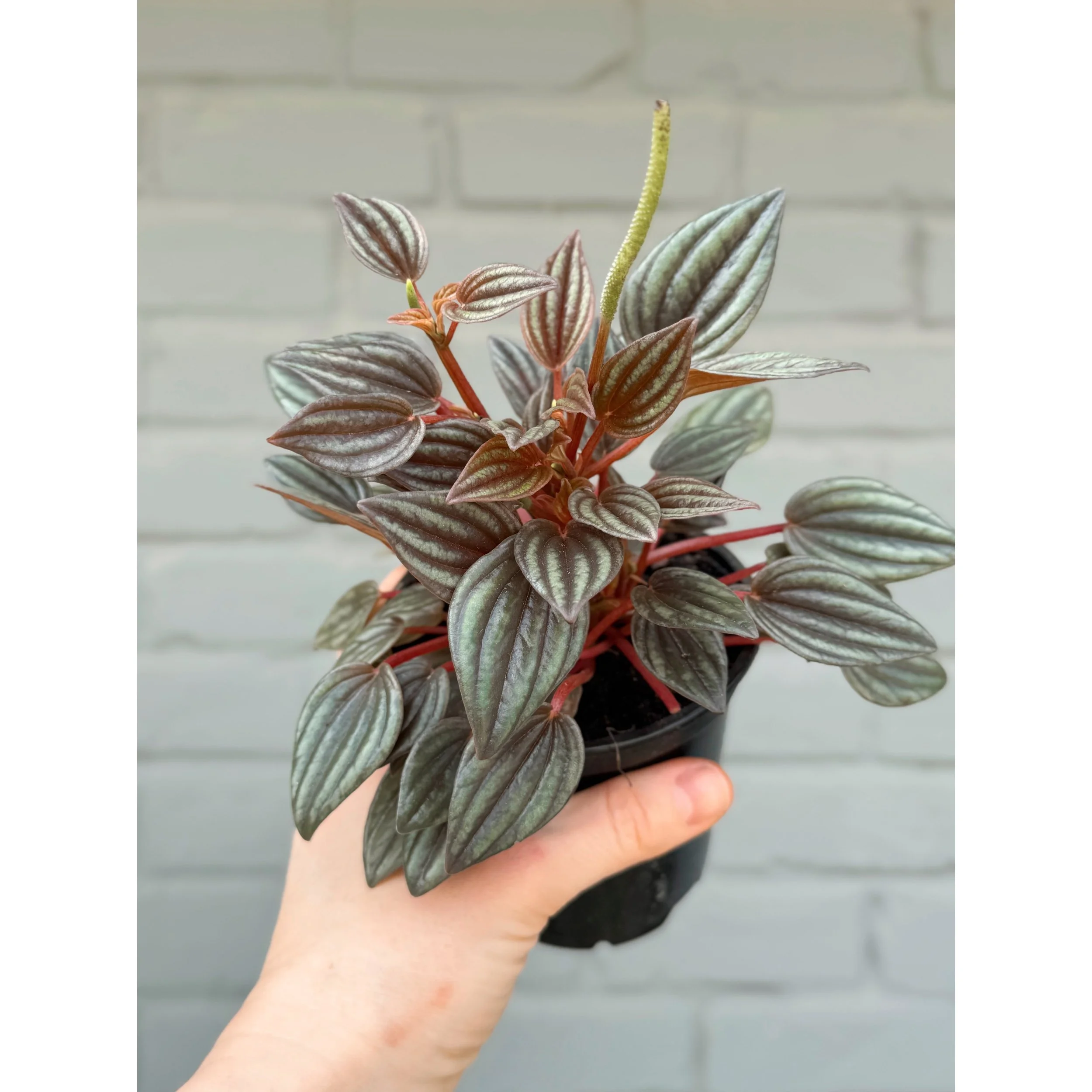 Peperomia Caperata 'Lima'
