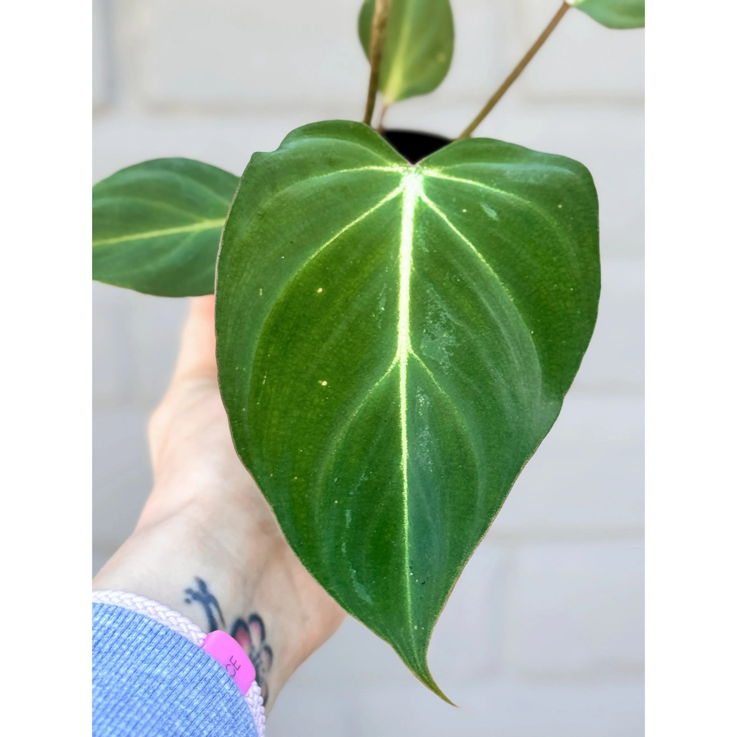 Philodendron 'Gloriosum'