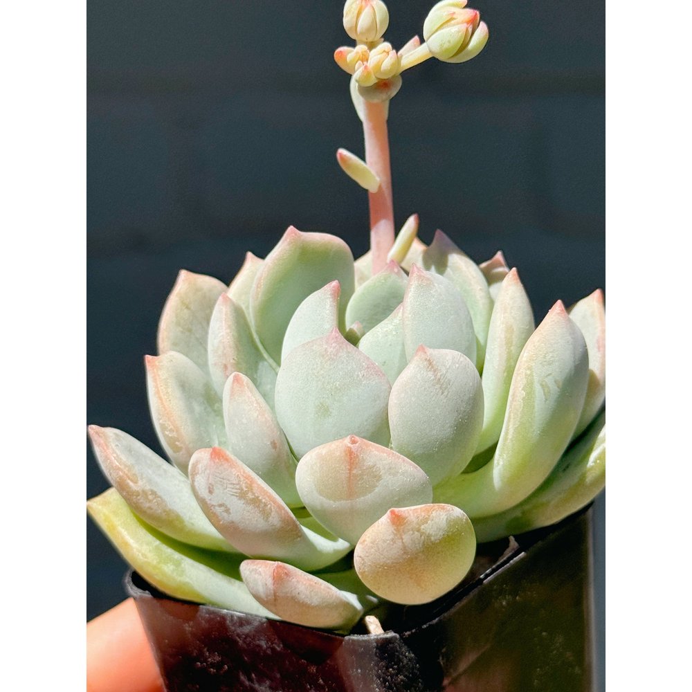 Graptoveria 'A Grim One' 2