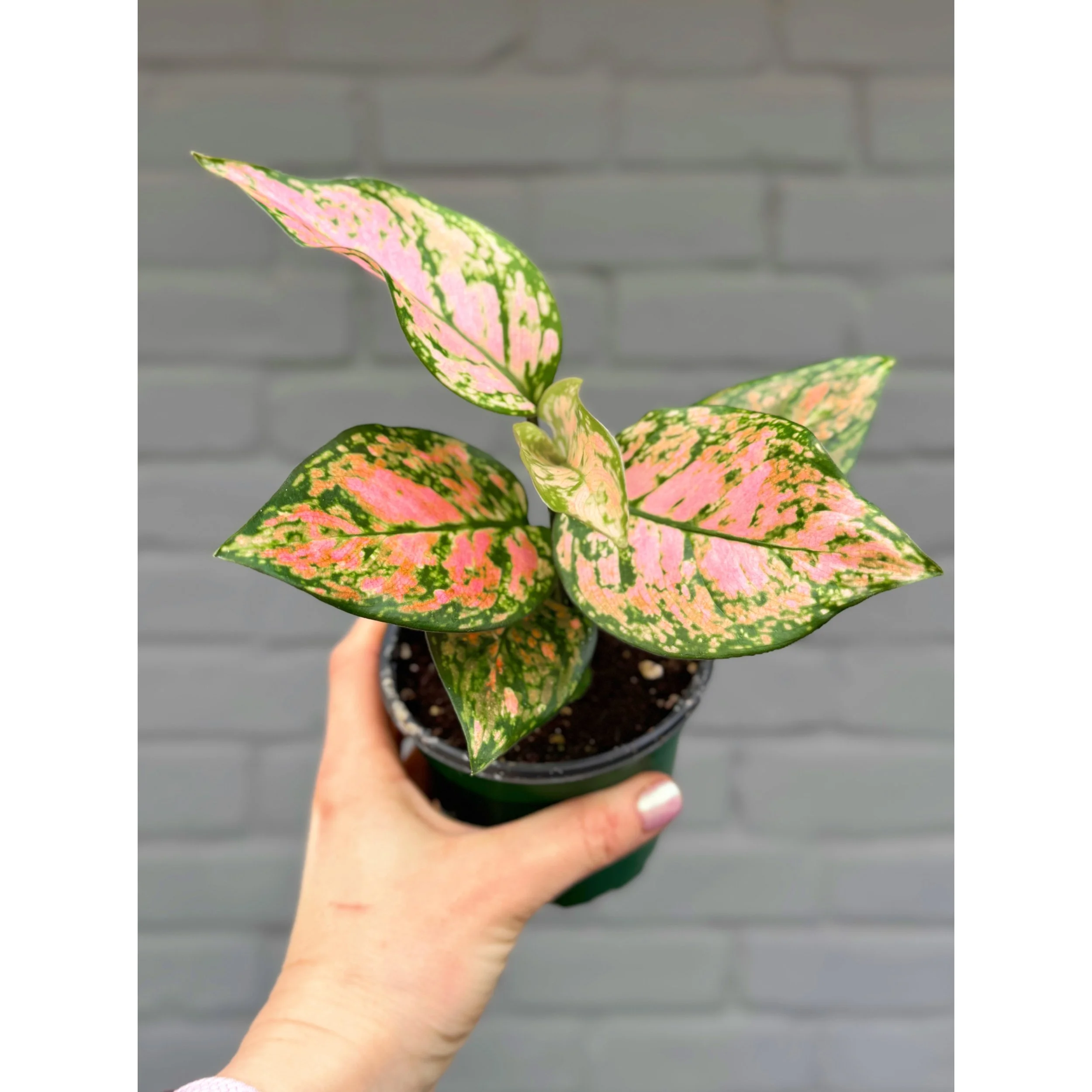 Aglaonema Pink Hybrid 'Lady Valentine'