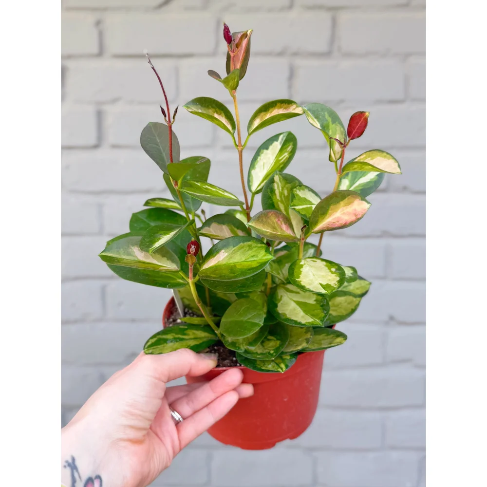 Hoya Australis Lisa 6