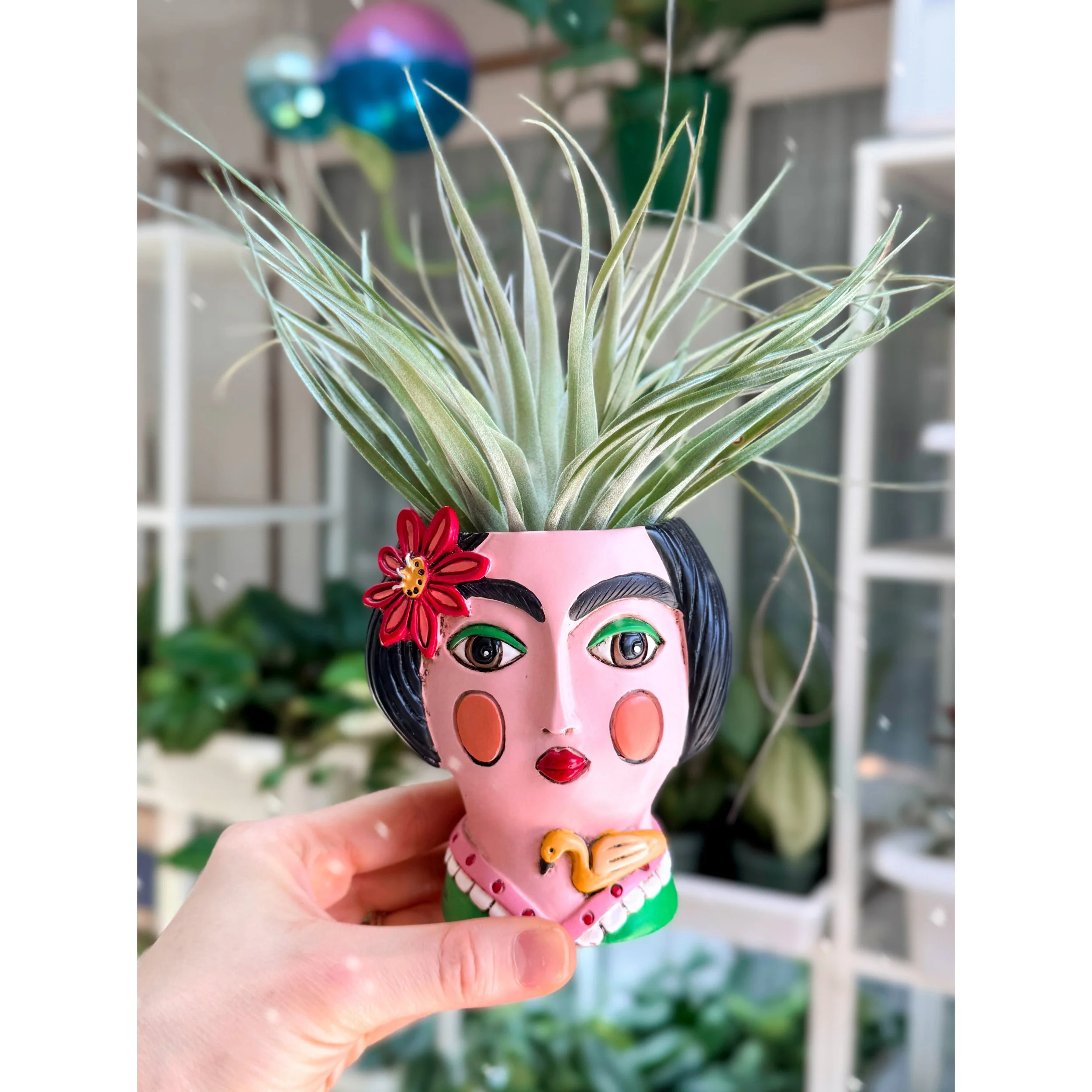 Tillandsia Houston - Air Plant in Frida Pot