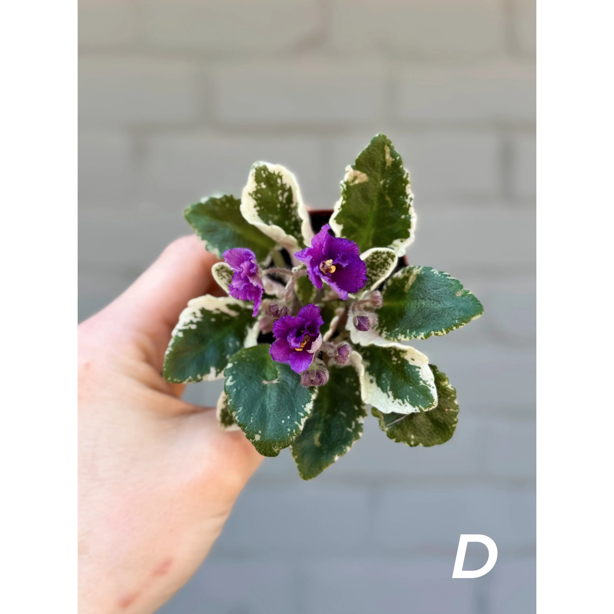Variegated African Violets Purple Bloom