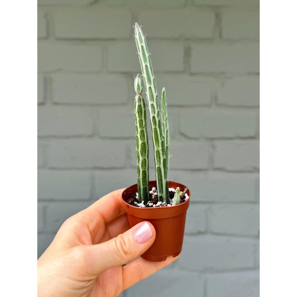 Senecio Stapeliiformis 'Pickle Plant' — Stayin' Alive Succulents