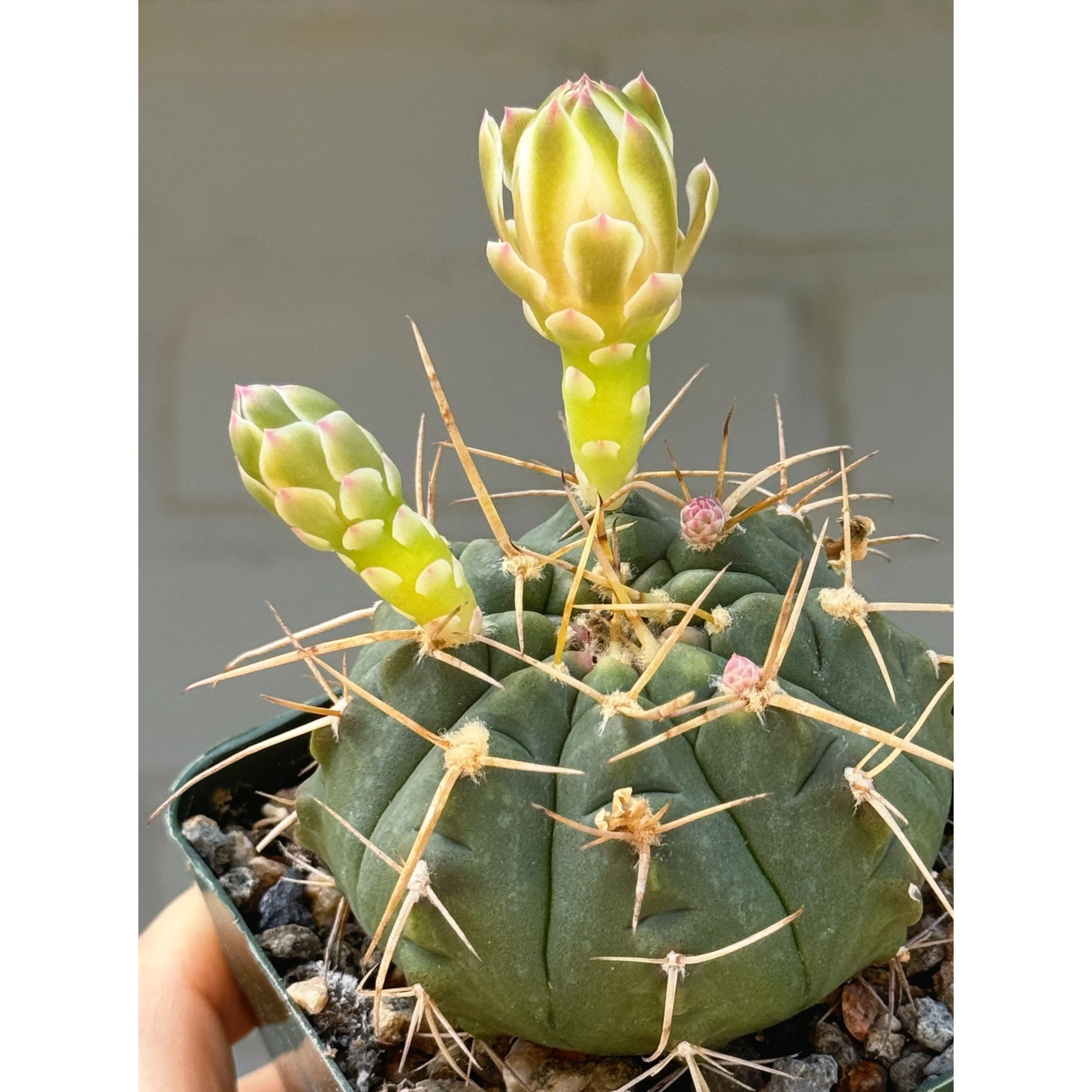 Gymnocalycium Cactus