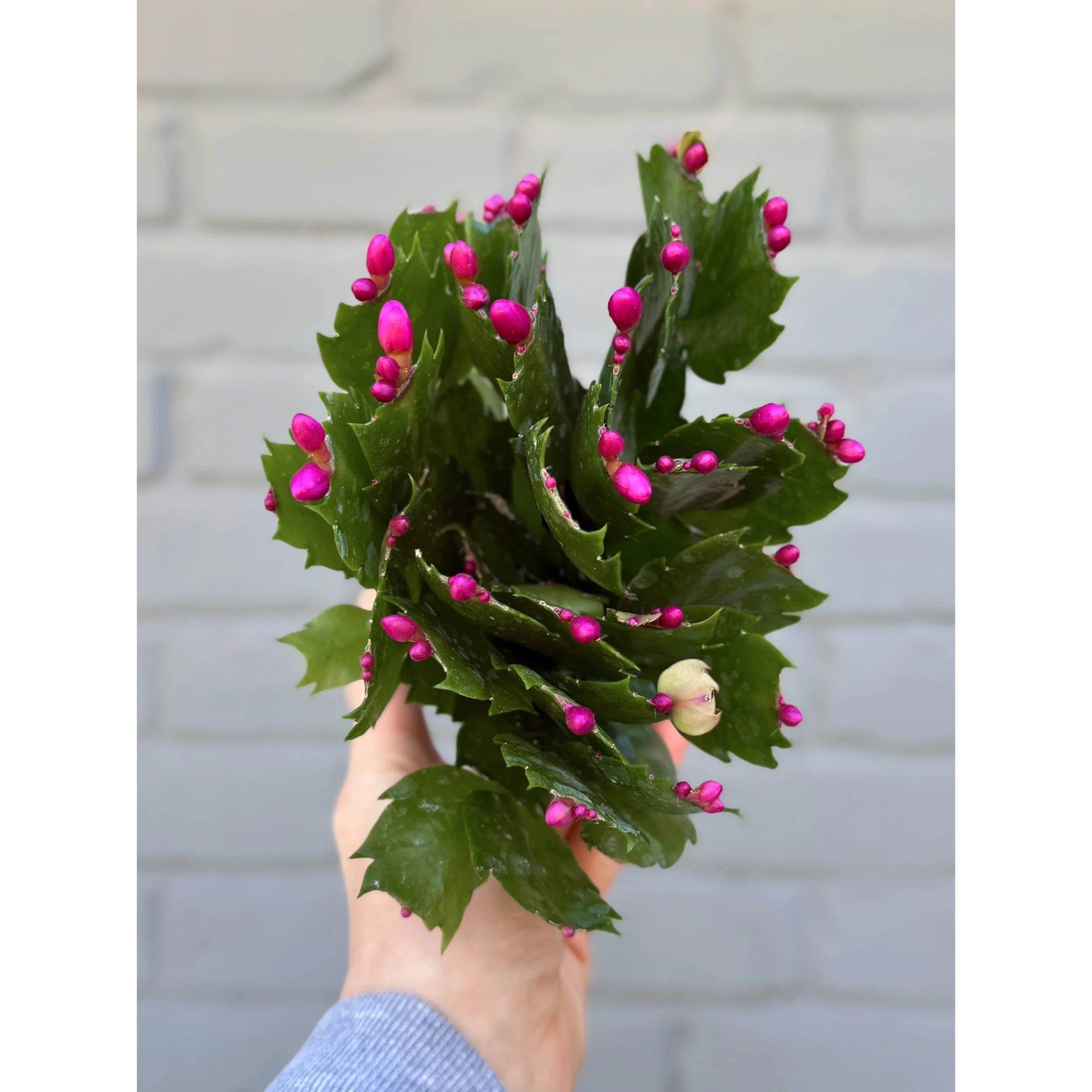Holiday Cactus 'Purple'