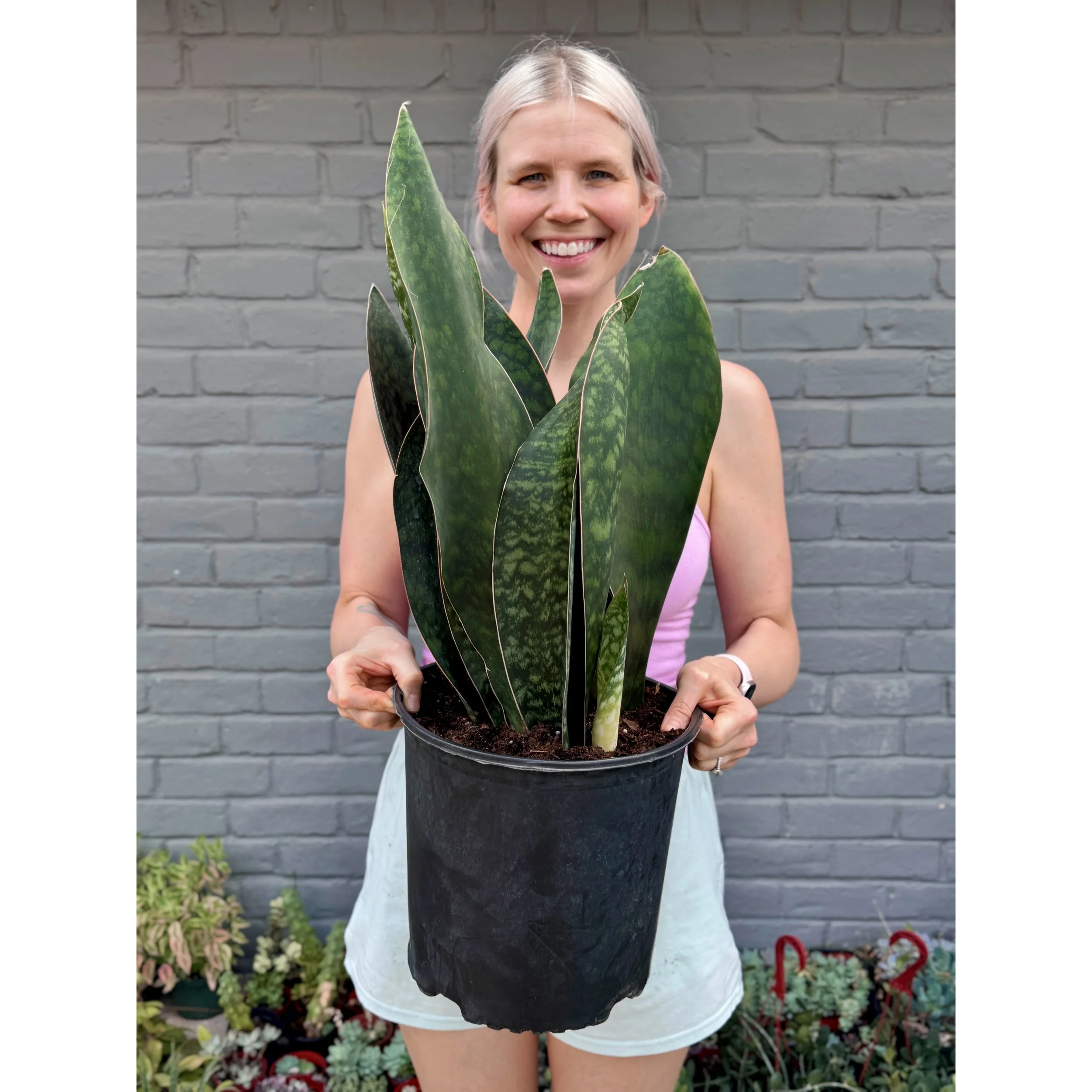 Sansevieria Masoniana 'Whale Fin' 10"