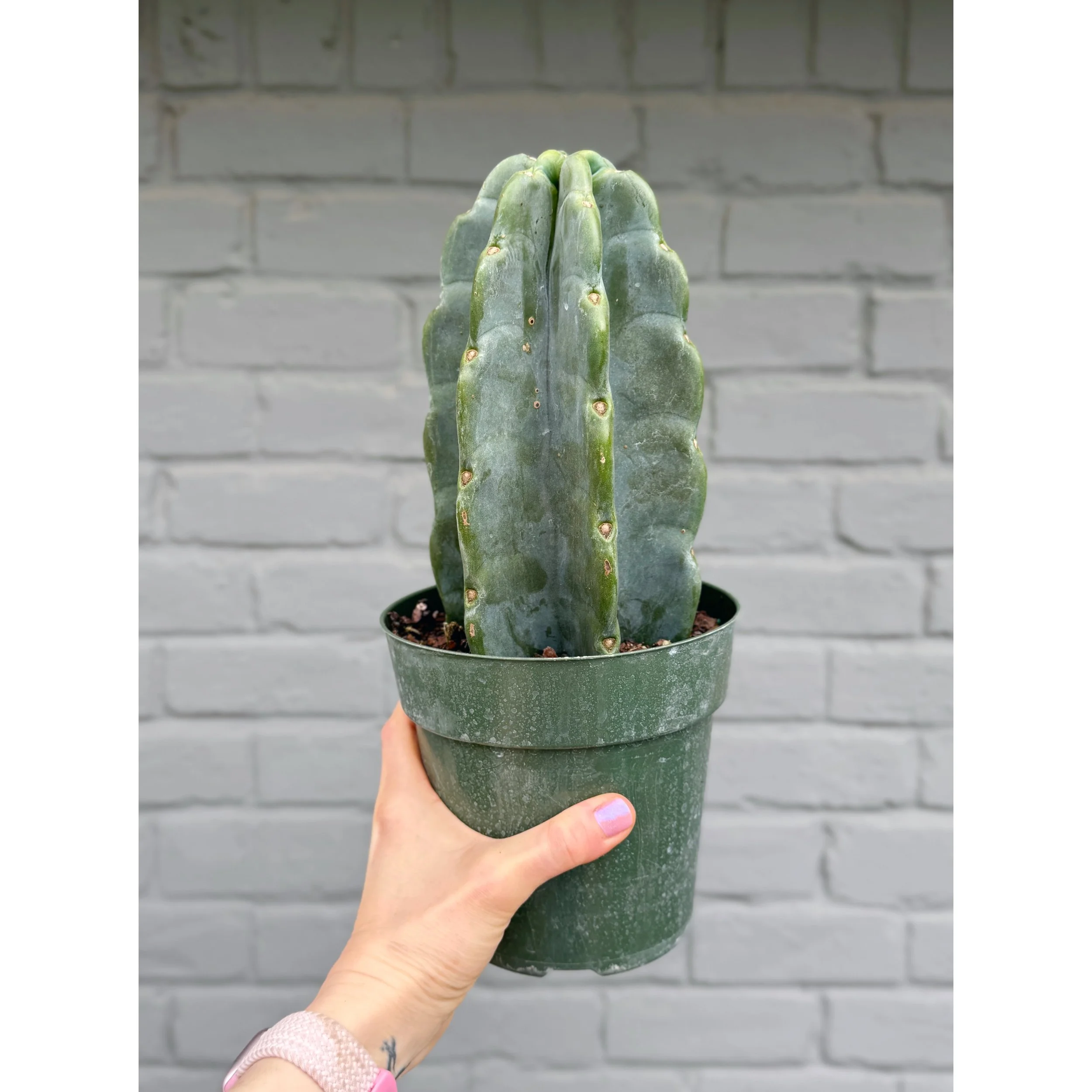 Cereus Jamacaru 'Cuddly Cactus' Short