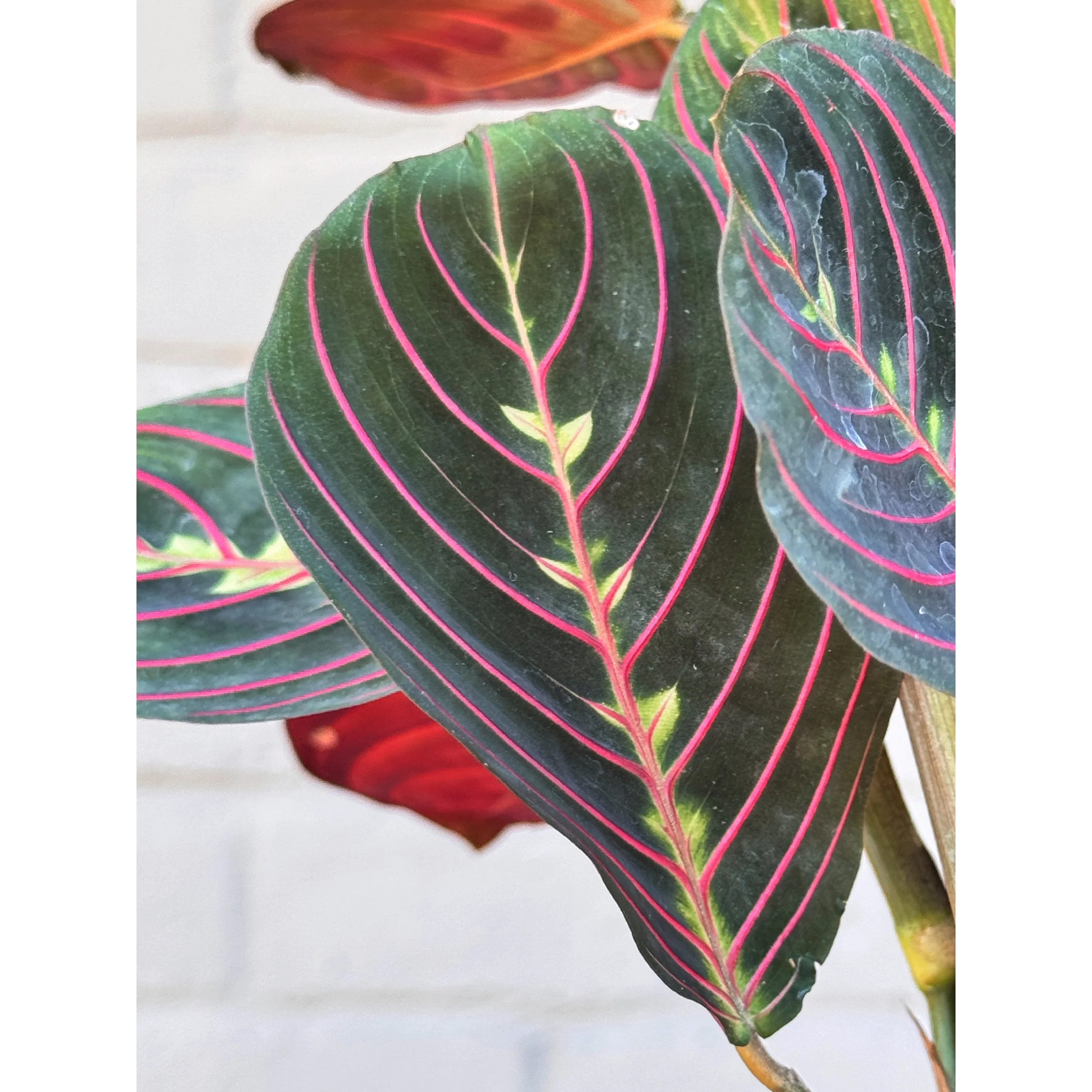 Red Maranta (Prayer Plant)