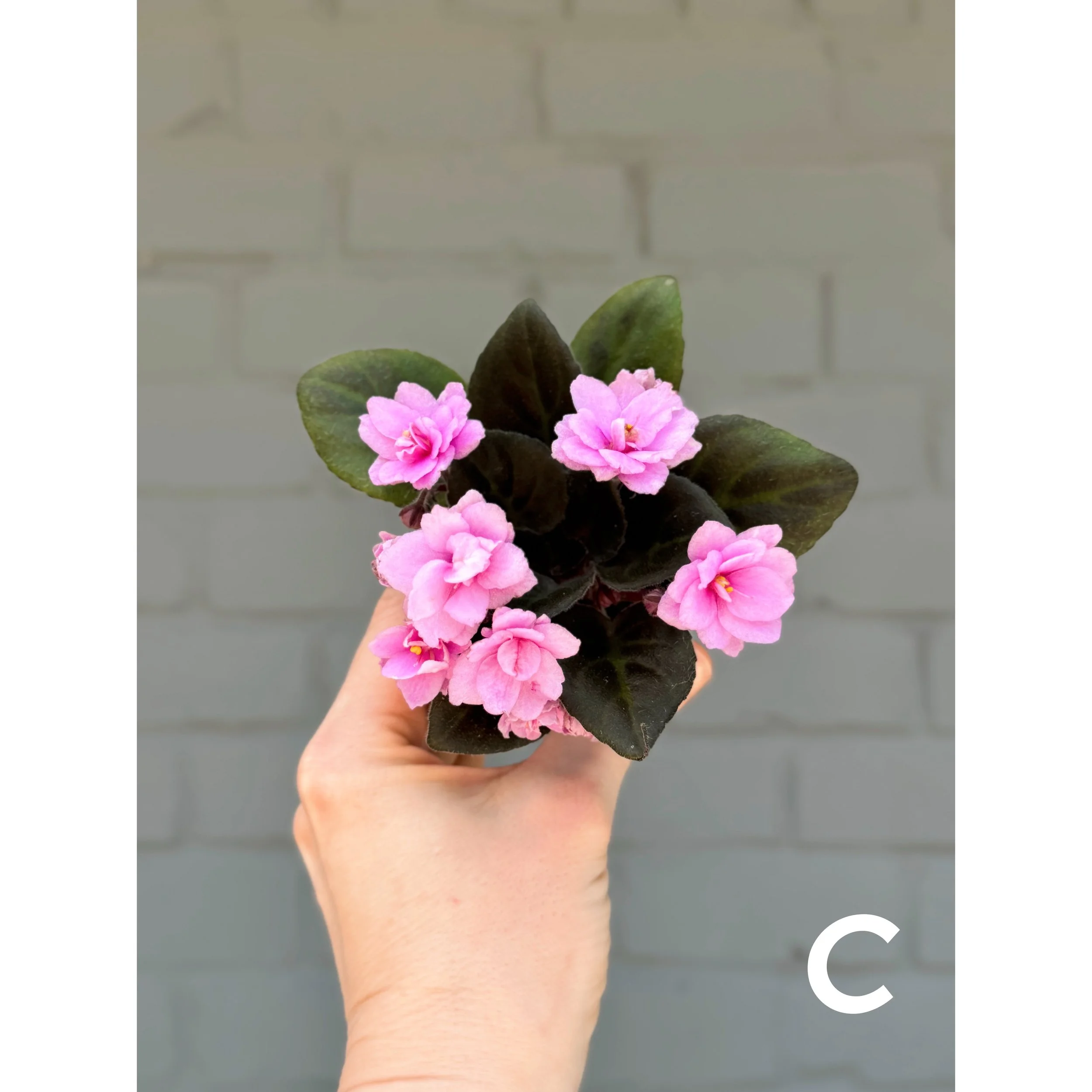 African Violets Pink