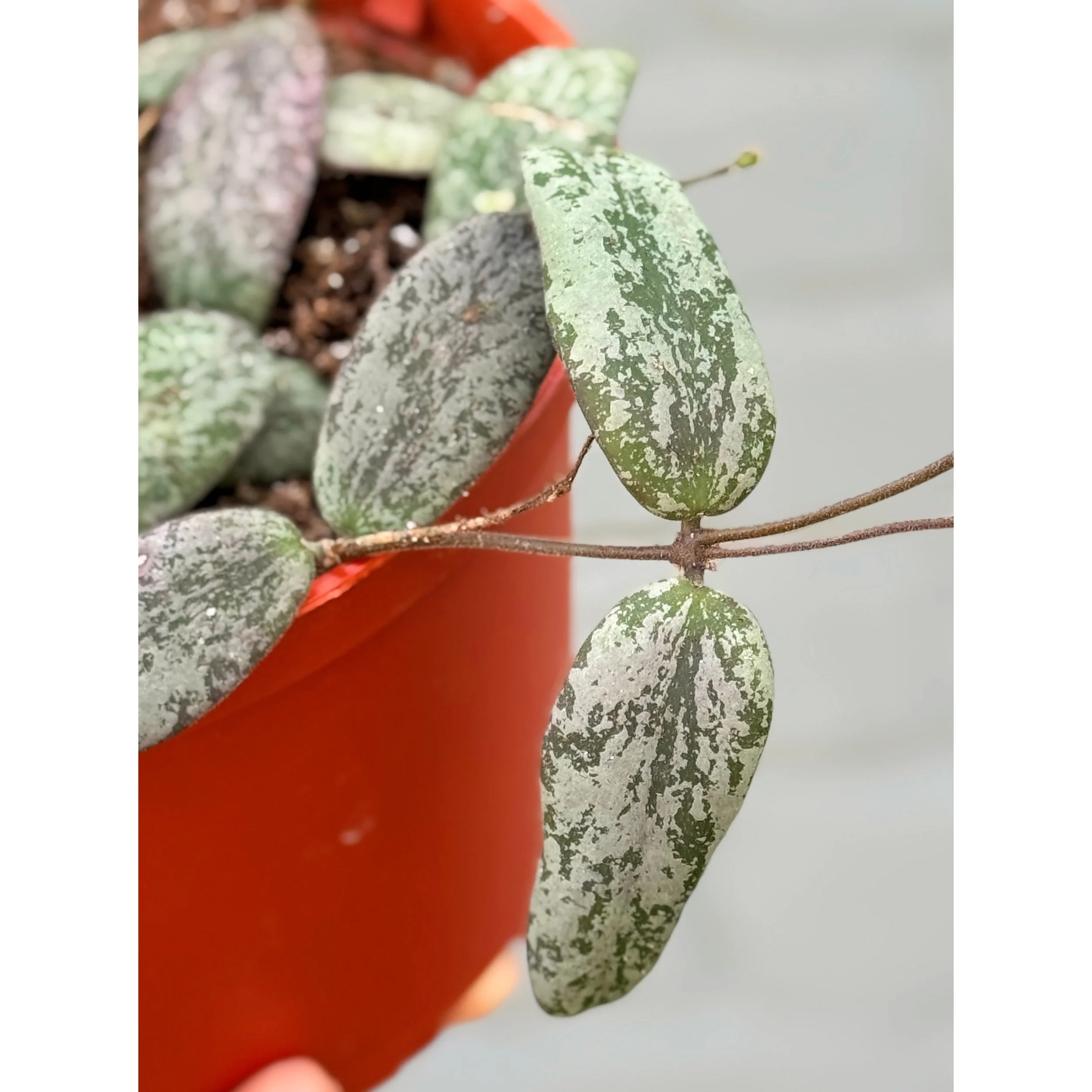 Hoya Sigillatis 'Round Form'