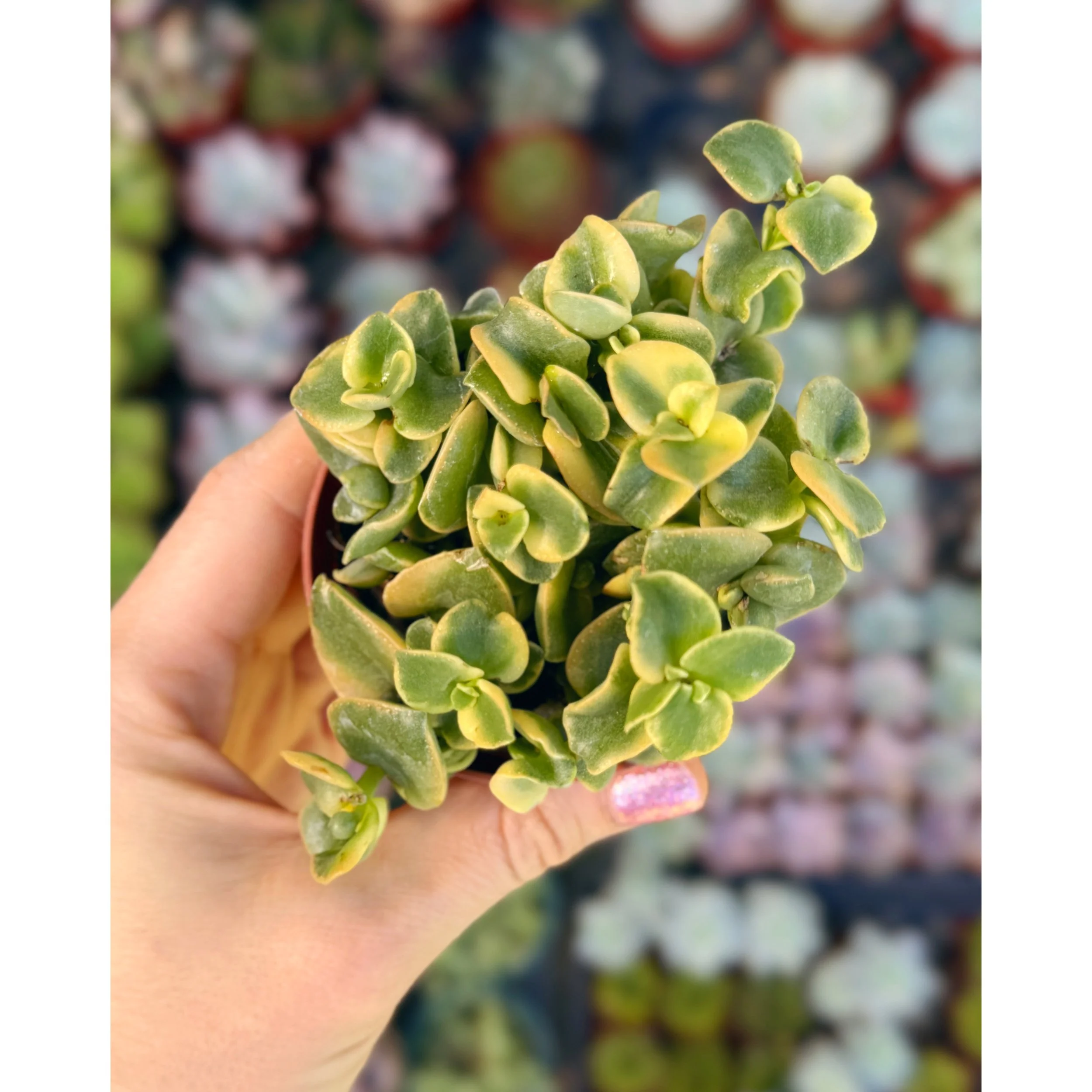 Crassula Pellucida Variegata 'Calico Kitten'