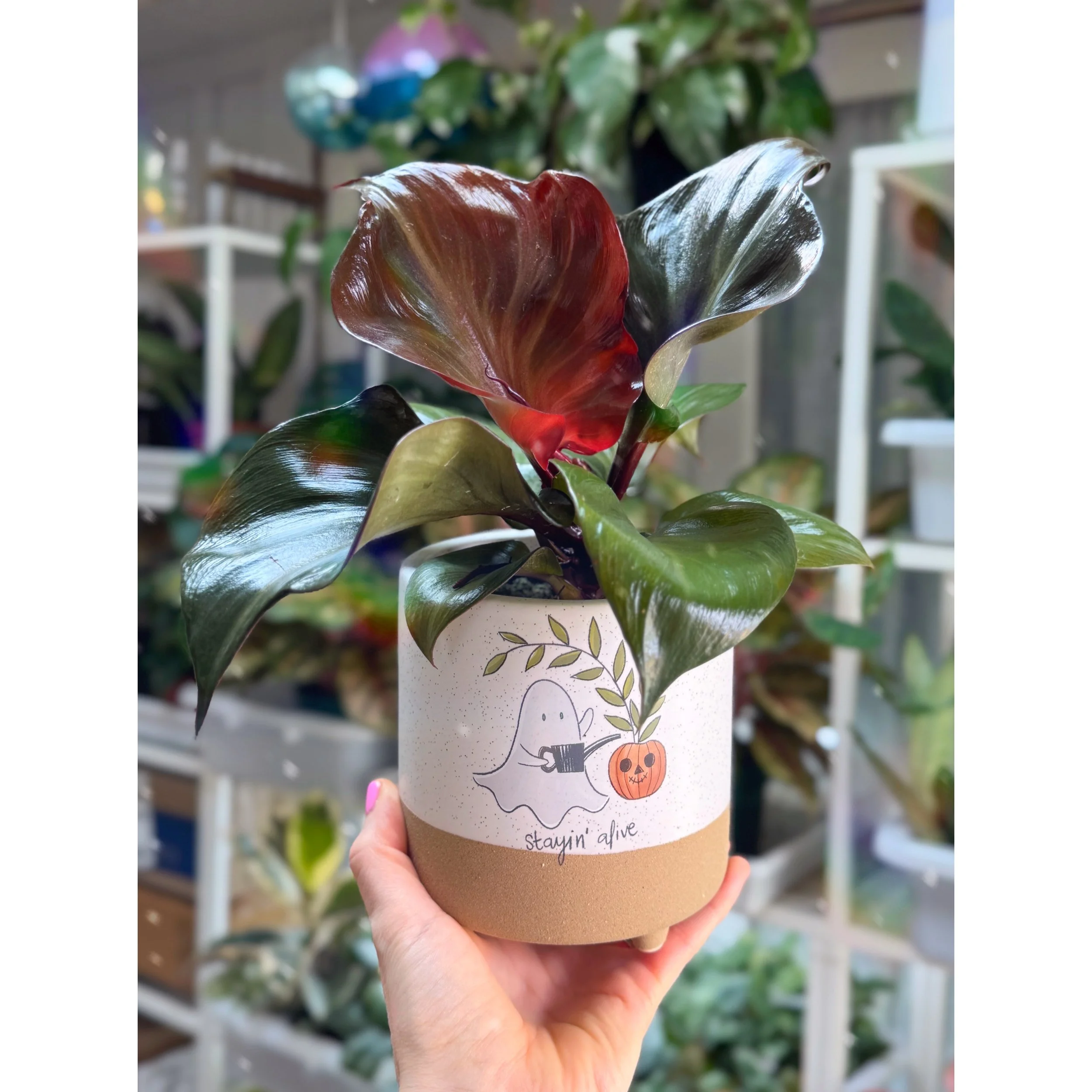 Philodendron Red Heart with Stayin Alive Ghost Pot