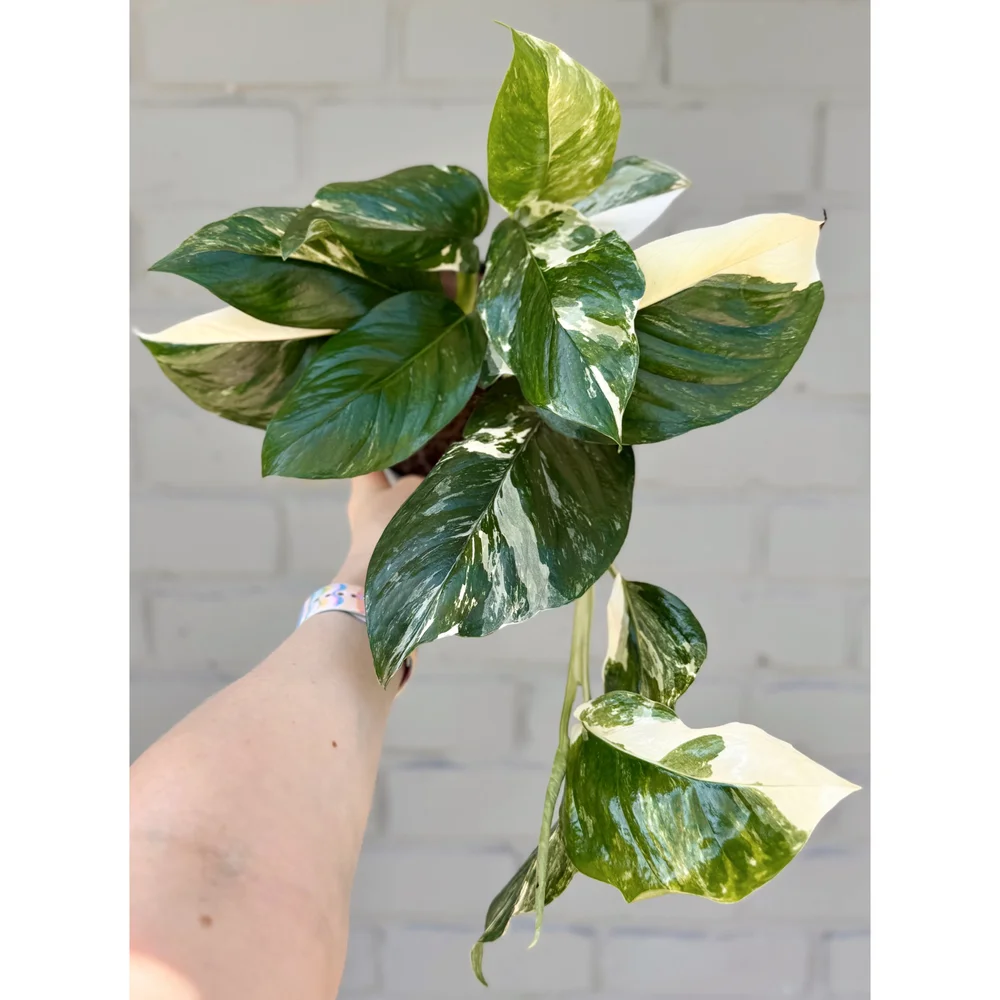 Monstera Lechleriana Variegated 6
