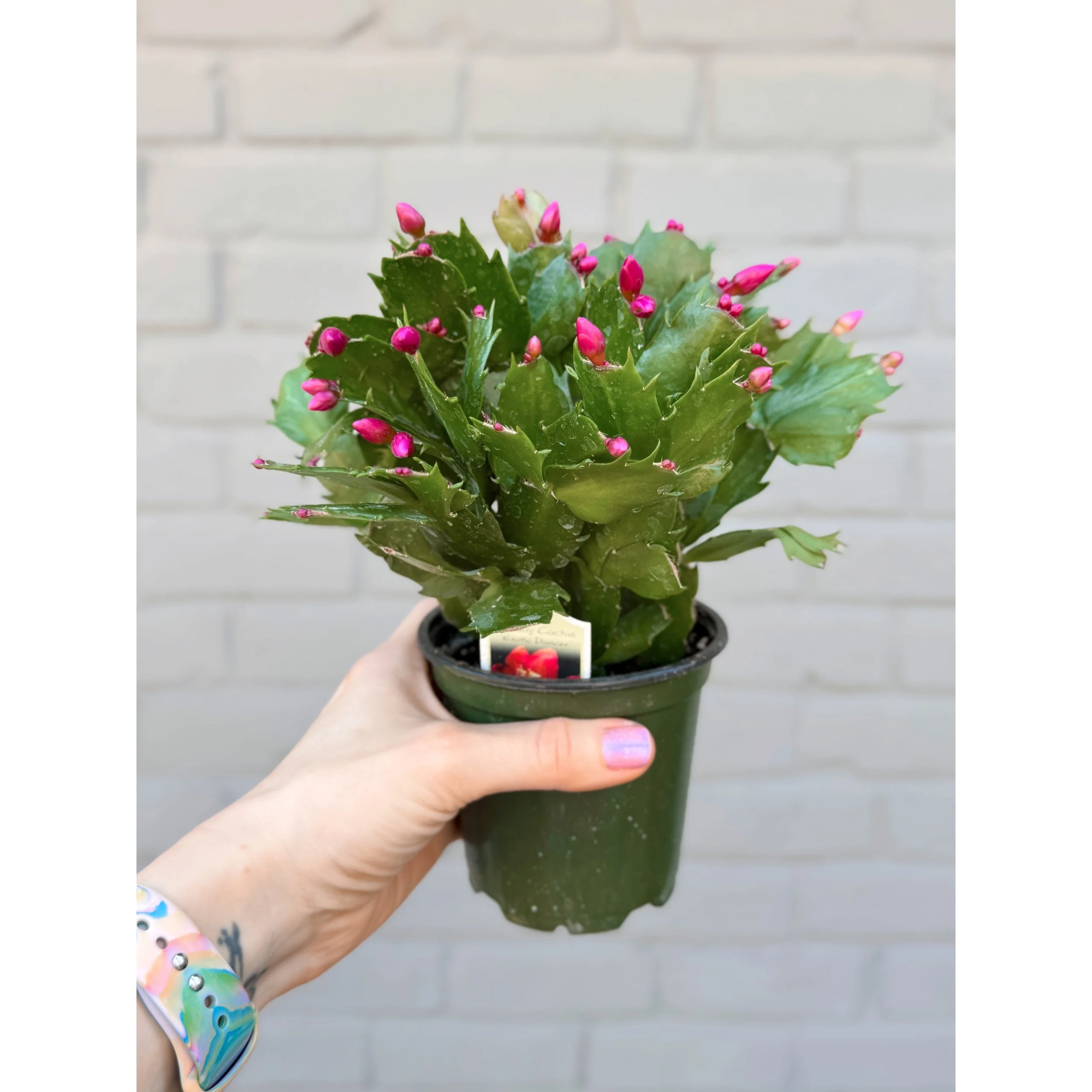 Holiday Cactus 'Exotic Dancer' (Bright Rose Red)