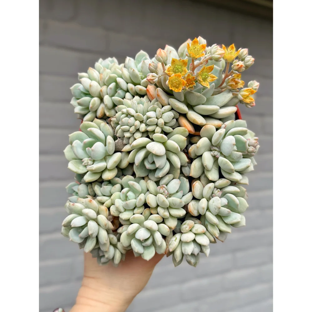 Graptoveria 'A Grim One' 6