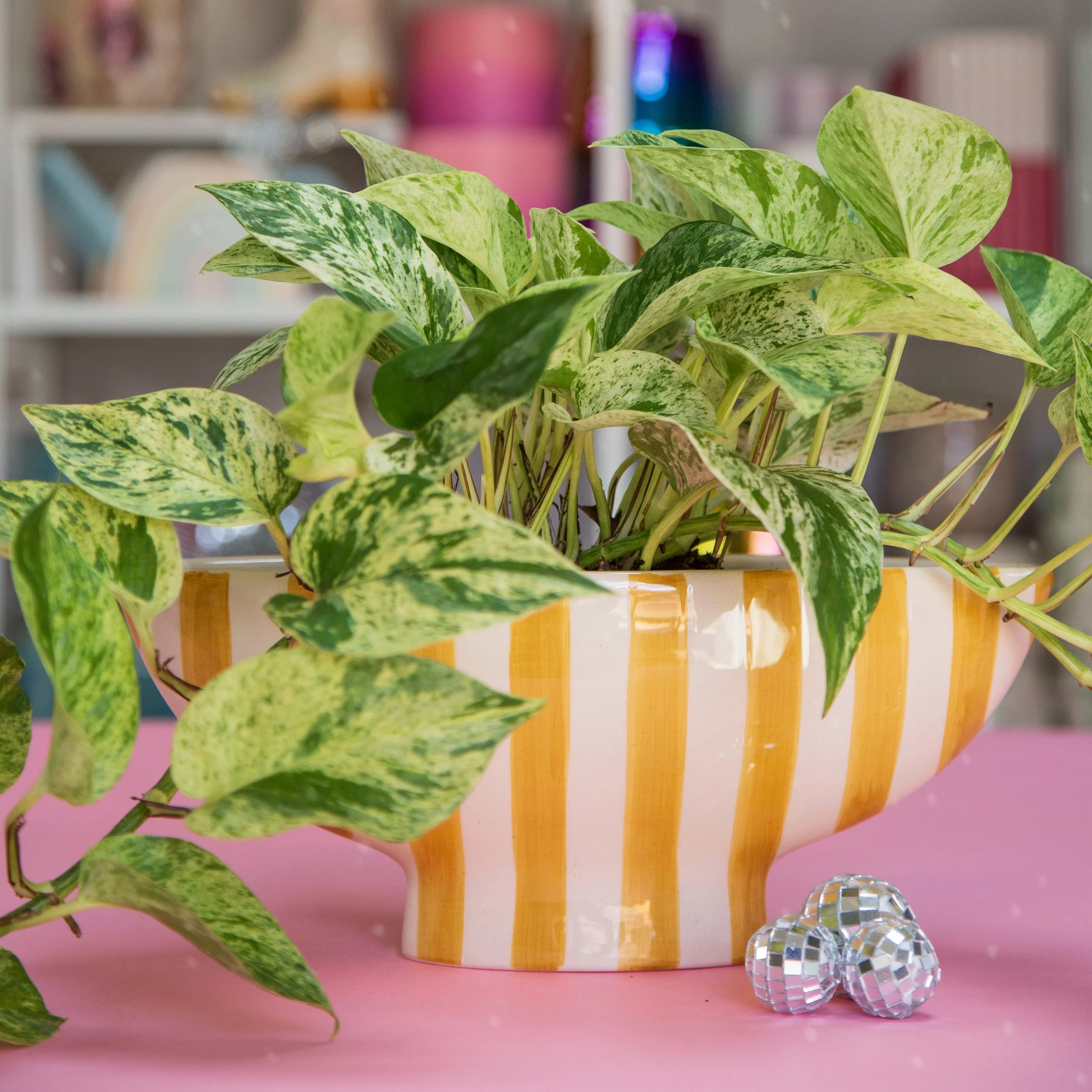 Saffron Stripe Boat Planter with Snow Queen Pothos