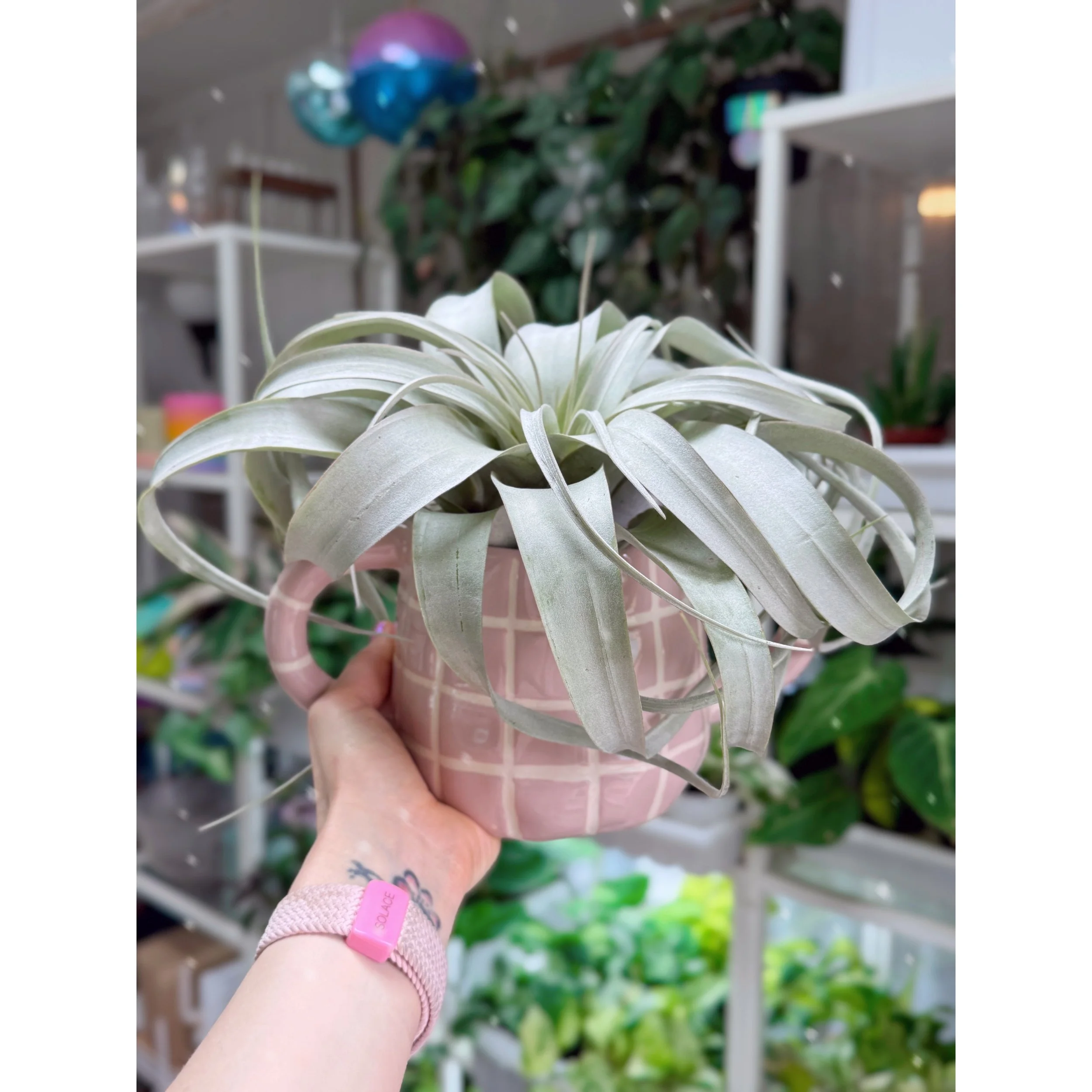 Tillandsia Xerographica - Air Plant Large with Addison Pink Gridline Planter