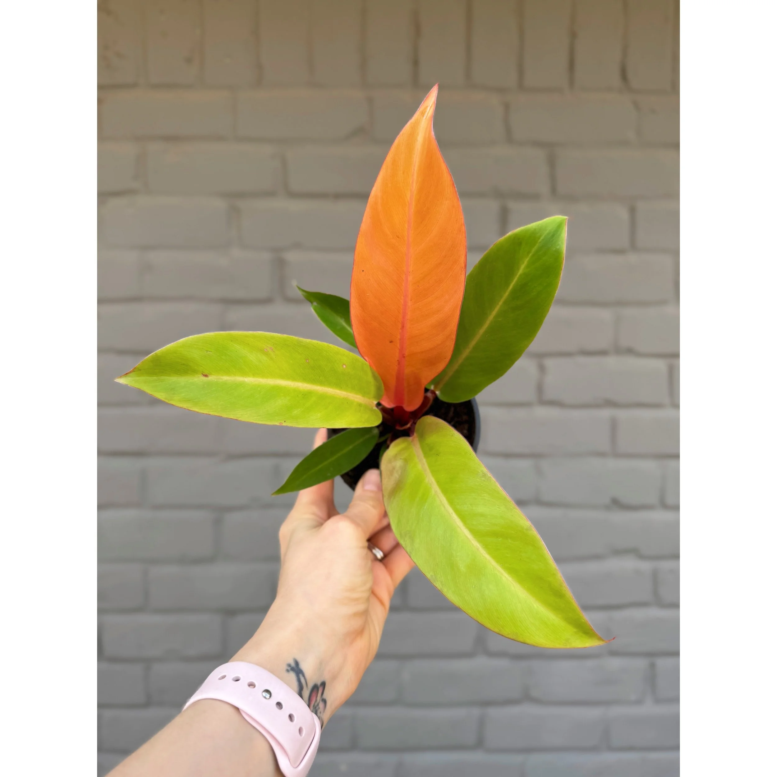 Philodendron 'Prince of Orange' 4"