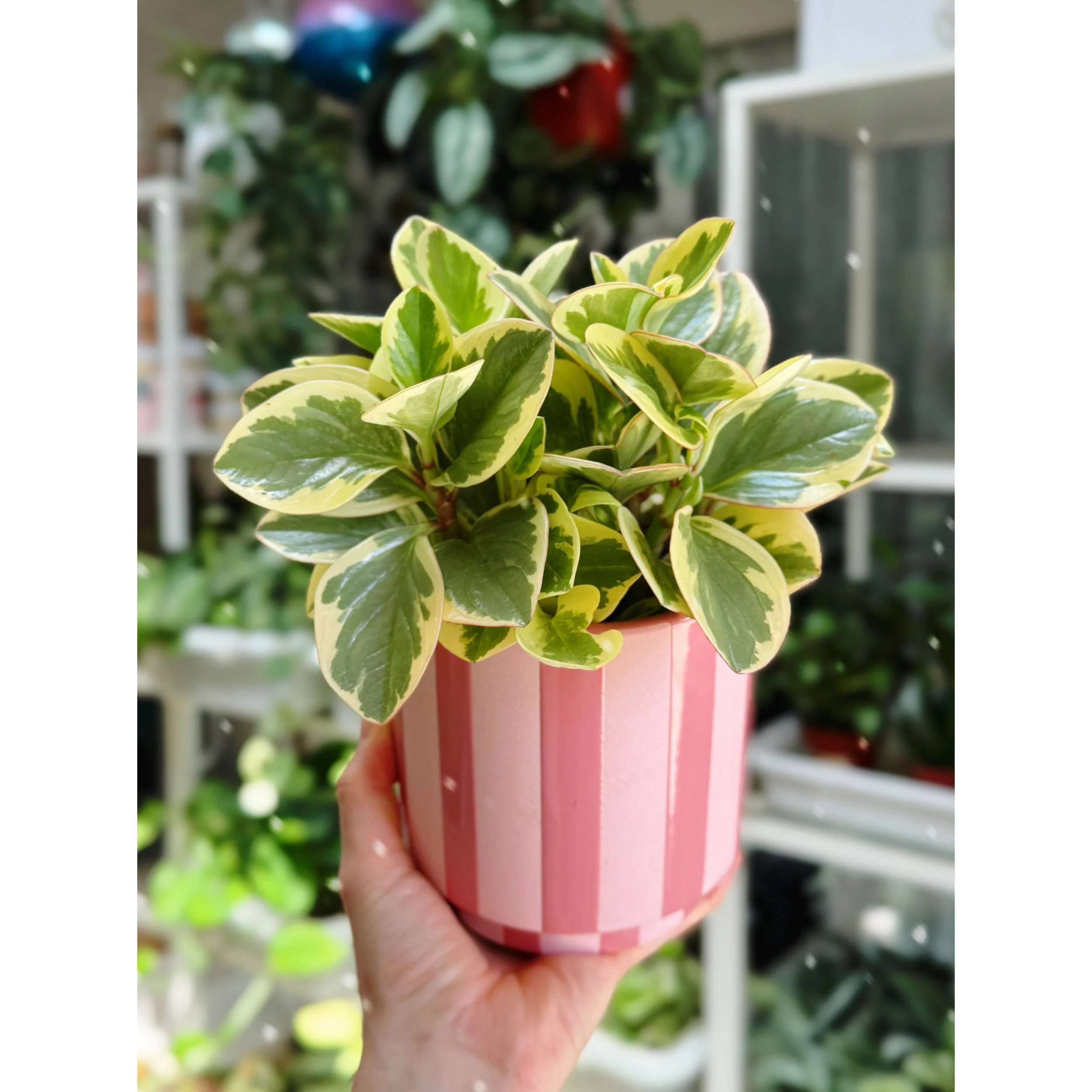 Peperomia Obtusifolia Variegata 'Baby Rubber Plant' in Pink Candy Stripe 5" Pot