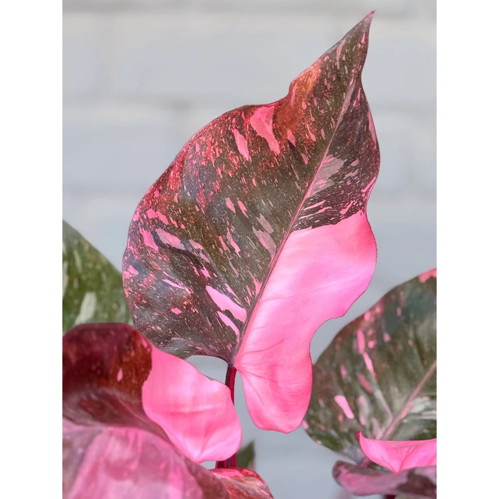 maranta prayer plant Maranta Leuconeura / Prayer Plant – KOKECUTES main image 1