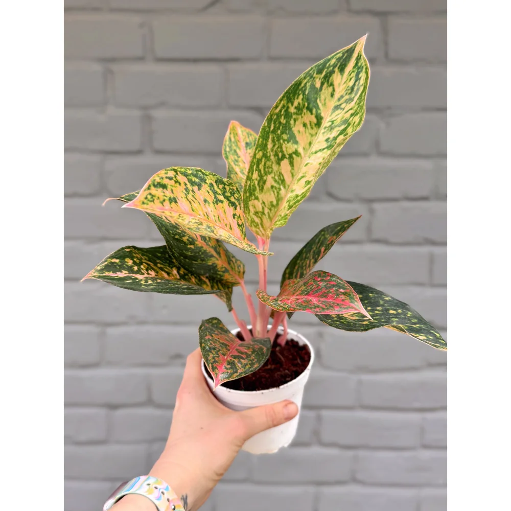 Aglaonema Pink/Red Hybrid 'Chanel' 4
