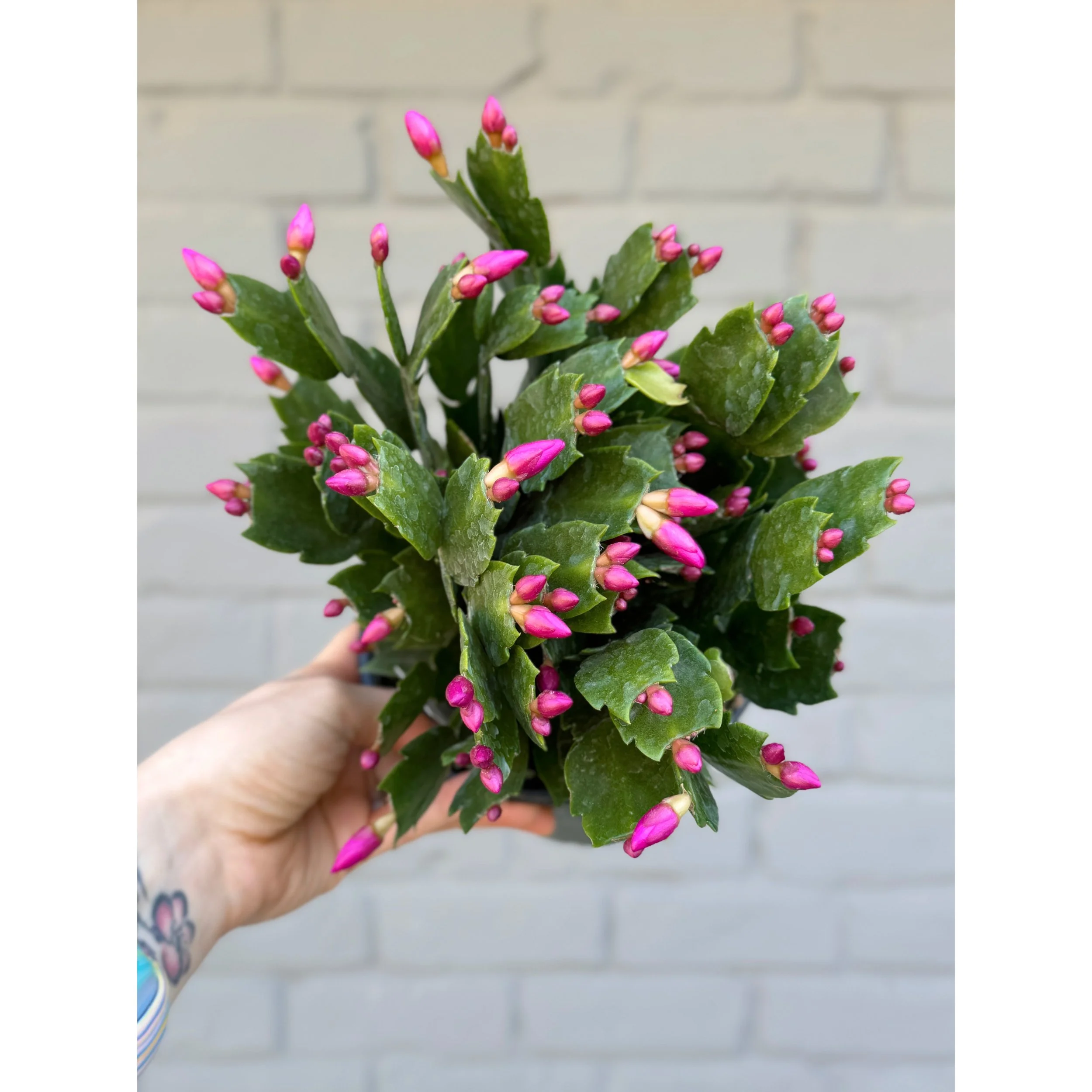 Thanksgiving Cactus - Schlumbergera Hybrid 'Thor Sharon' (Hot Pink Blooms)