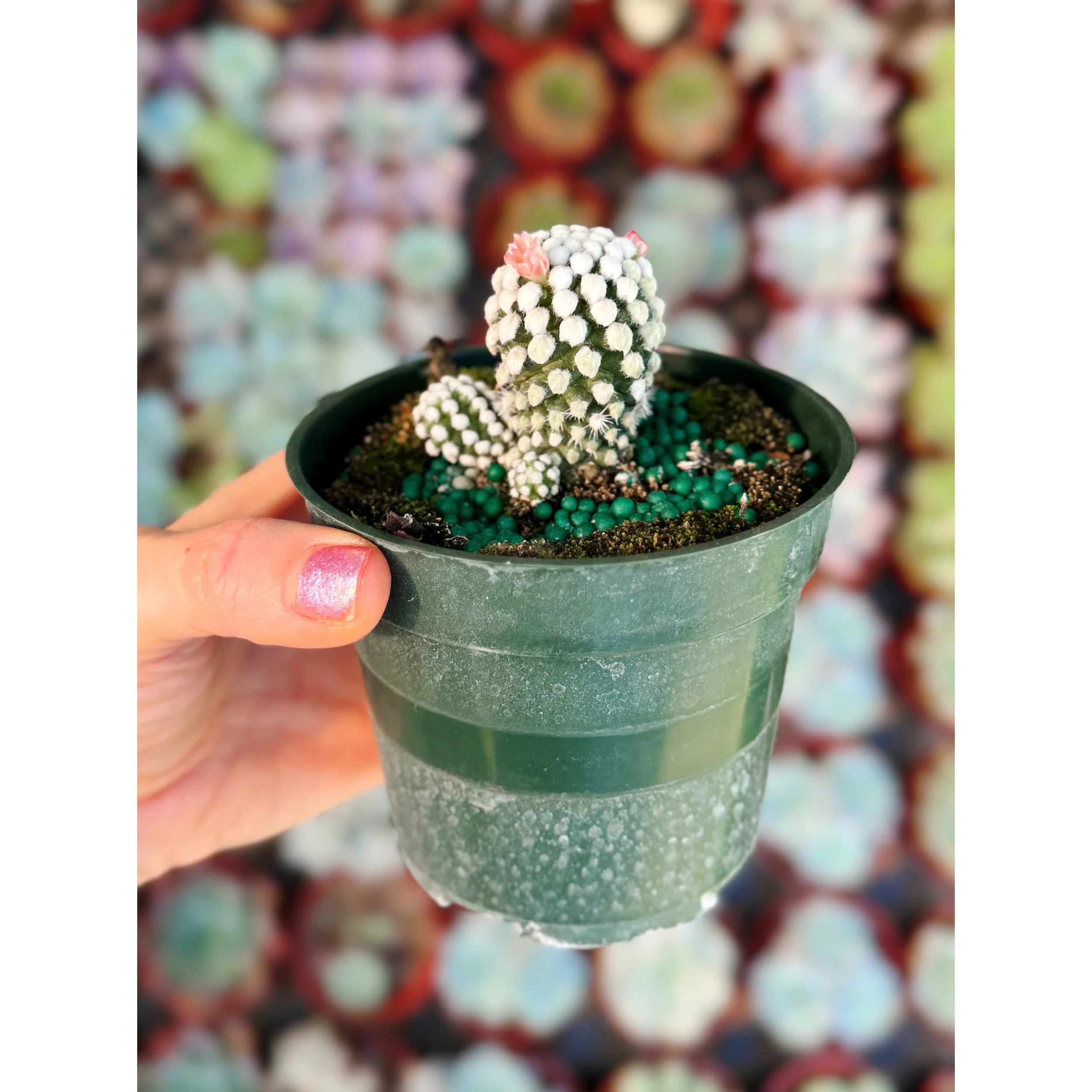 Mammillaria Gracilis 'Arizona Snowcap' Cactus