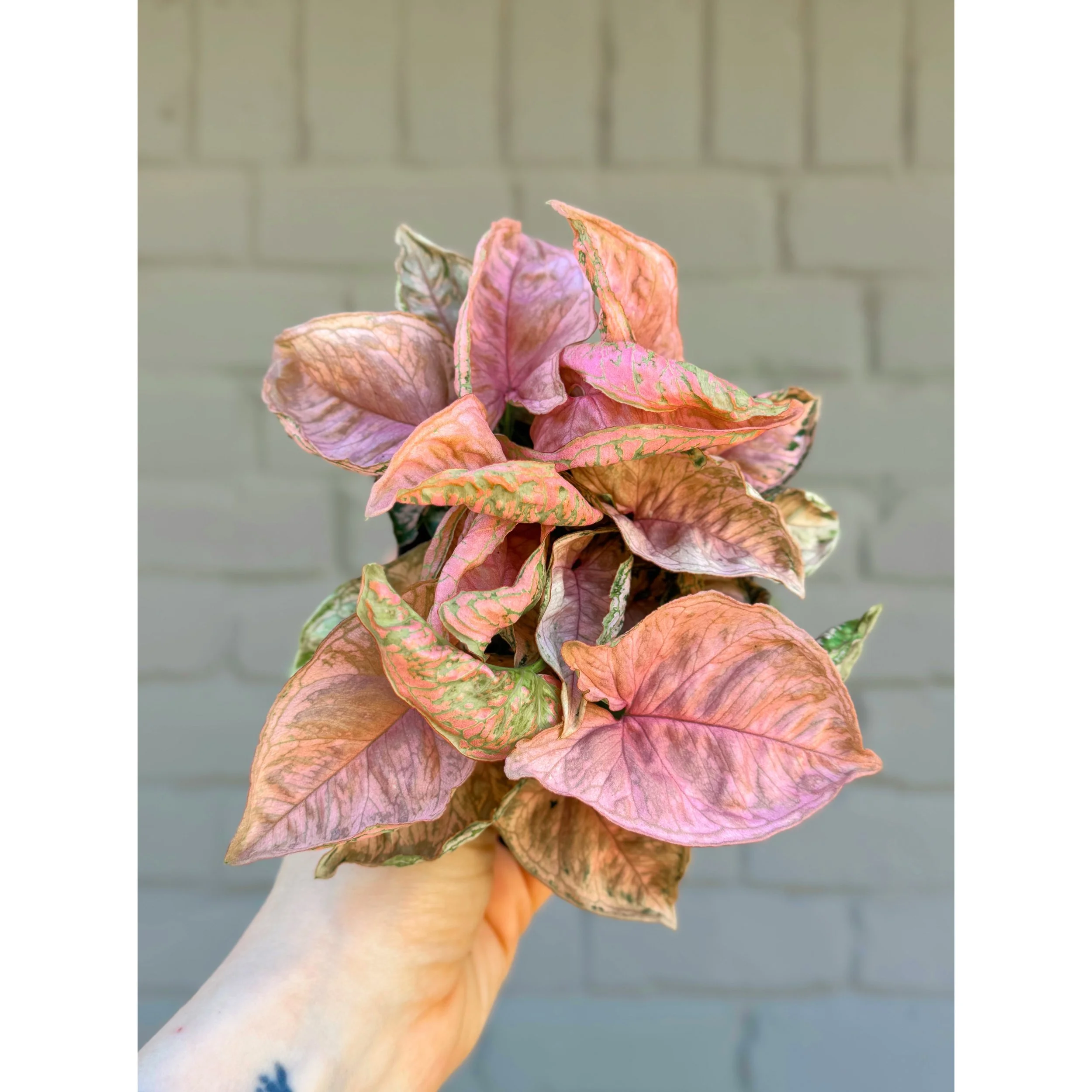 Syngonium 'Pink Rolli'