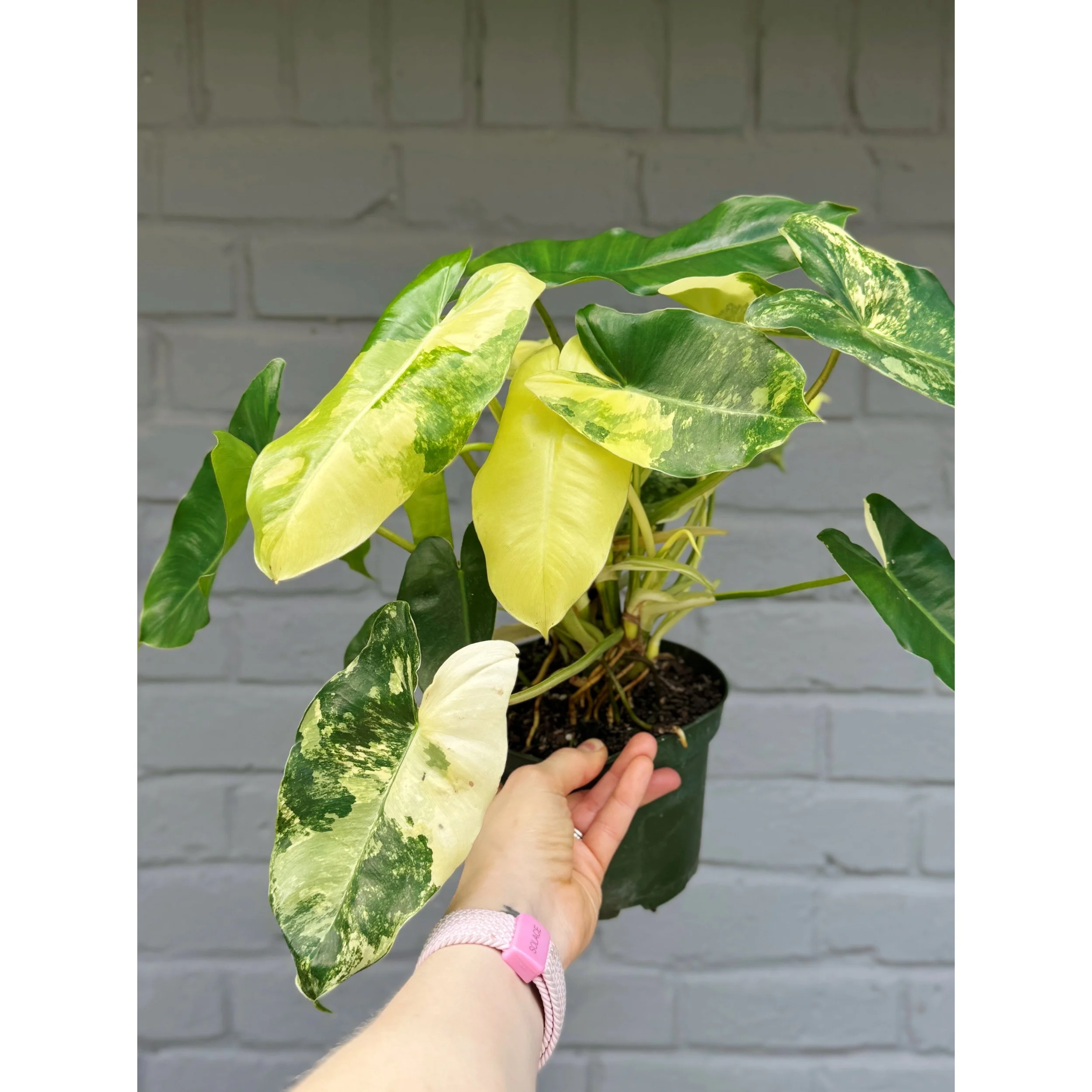Philodendron 'Burle Marx Variegata'