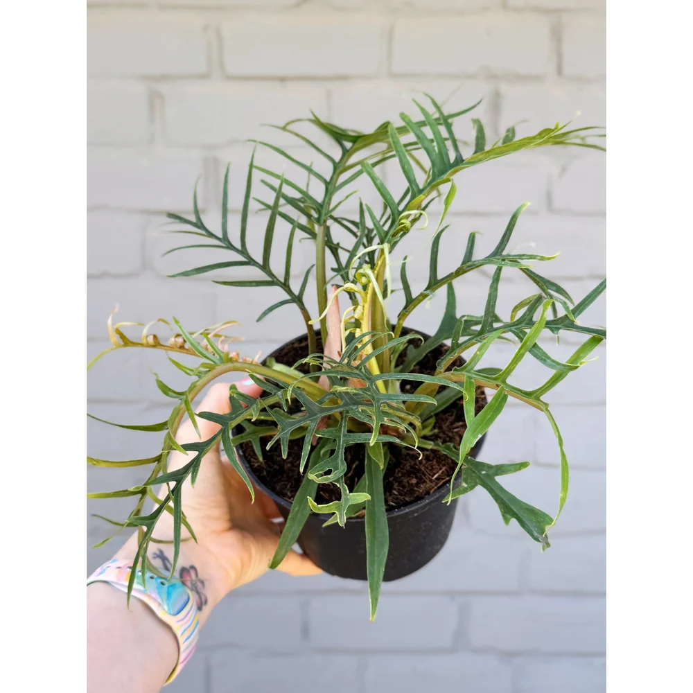 kiwi plant Hardy Kiwi