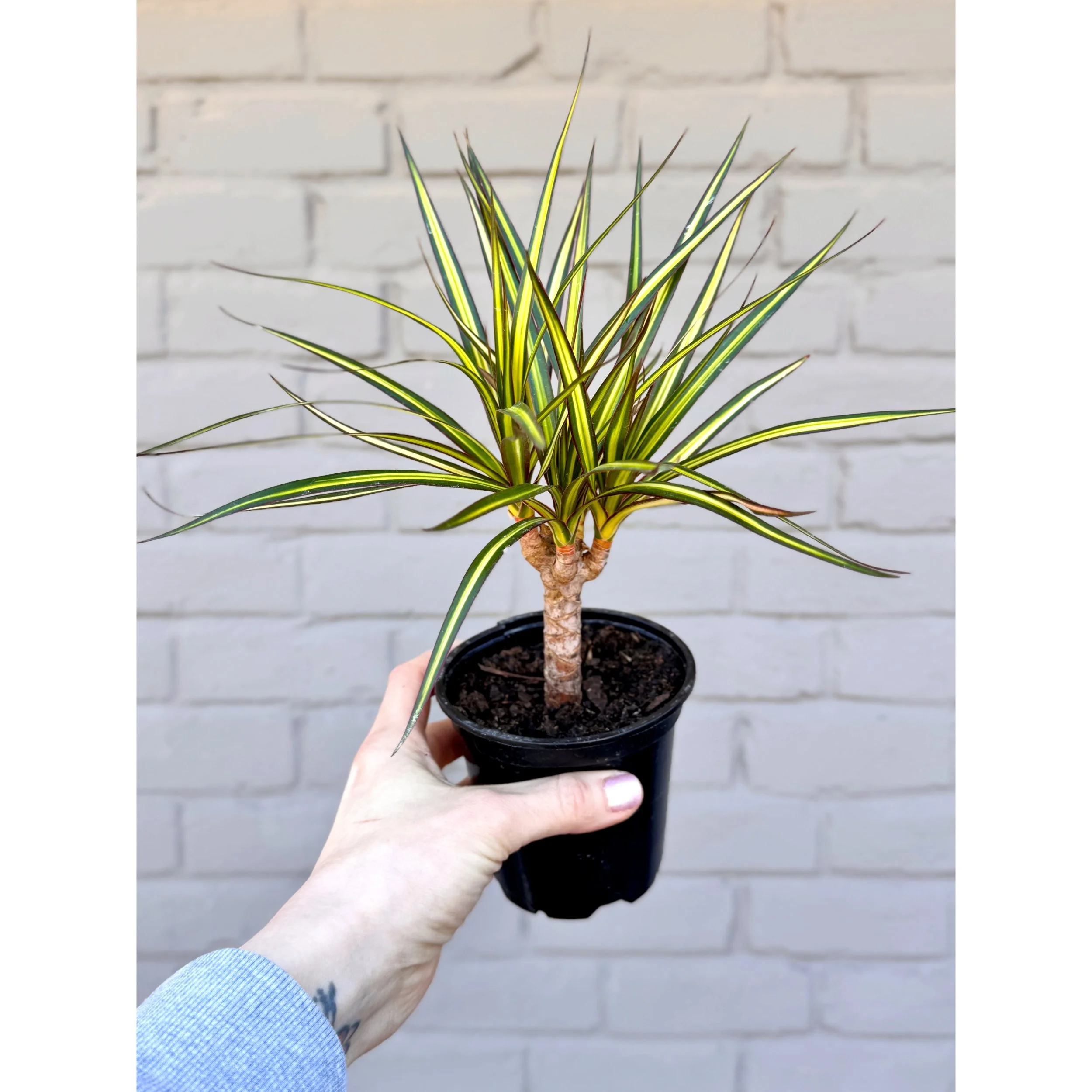 Dracaena Marginata